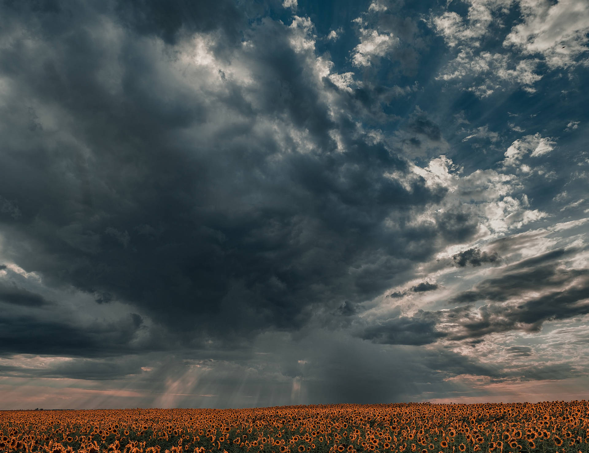 Λιβάδι ηλιοτροπίων ευρεία λήψη που δείχνει σκοτεινούς ουρανούς, κακό καιρό έτοιμο για βροχή. — Ηλίανθος Ταπετσαρία