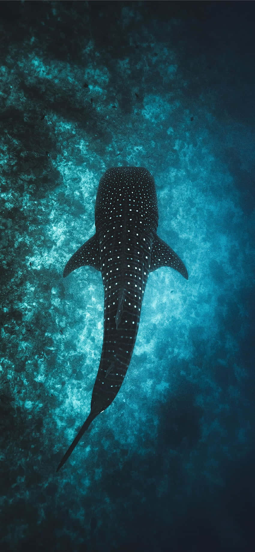 Απολαύστε την ομορφιά του ωκεανού με το Ocean Aesthetic Phone μας Ταπετσαρία
