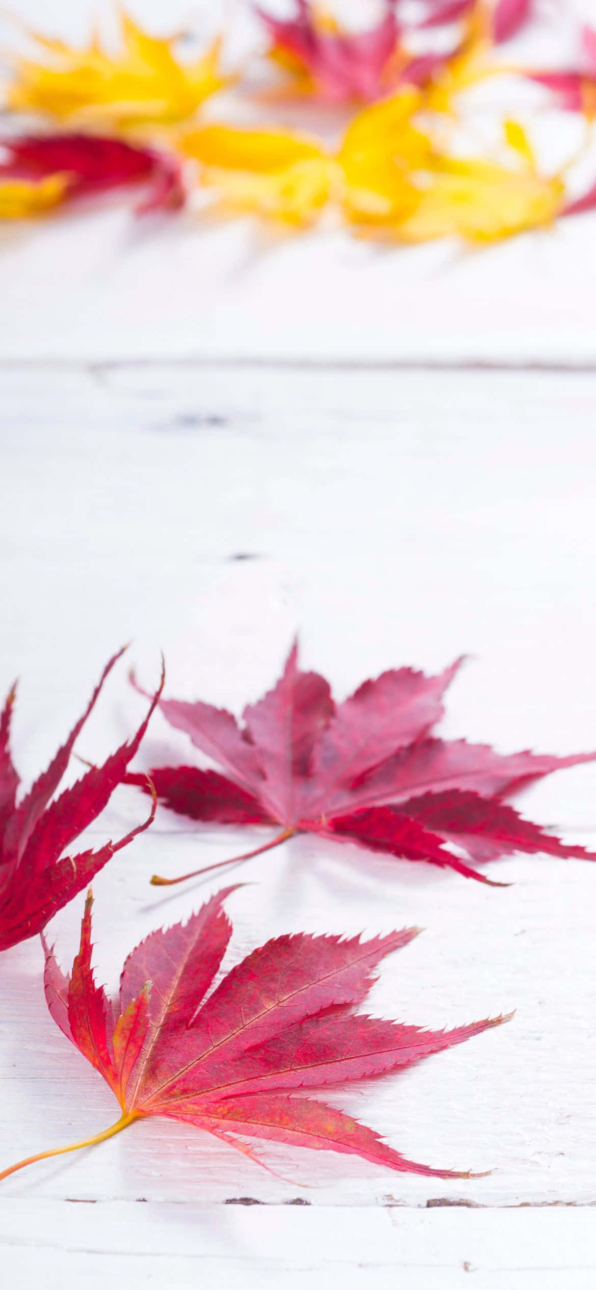 Απόλαυσε την ομορφιά του φθινοπώρου Ταπετσαρία