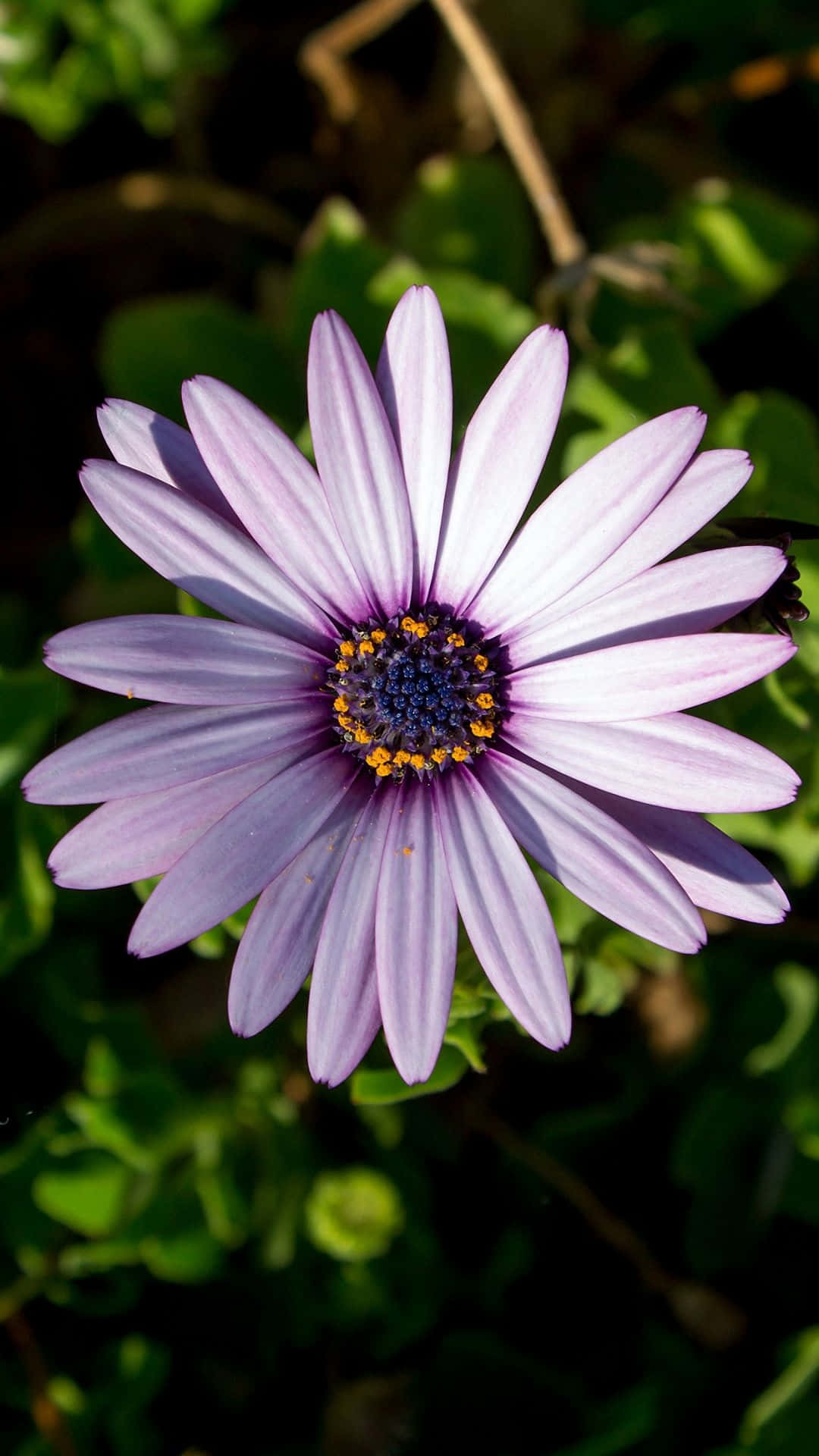Αποτυπώστε την ομορφιά του κόσμου με το Flower iPhone Ταπετσαρία
