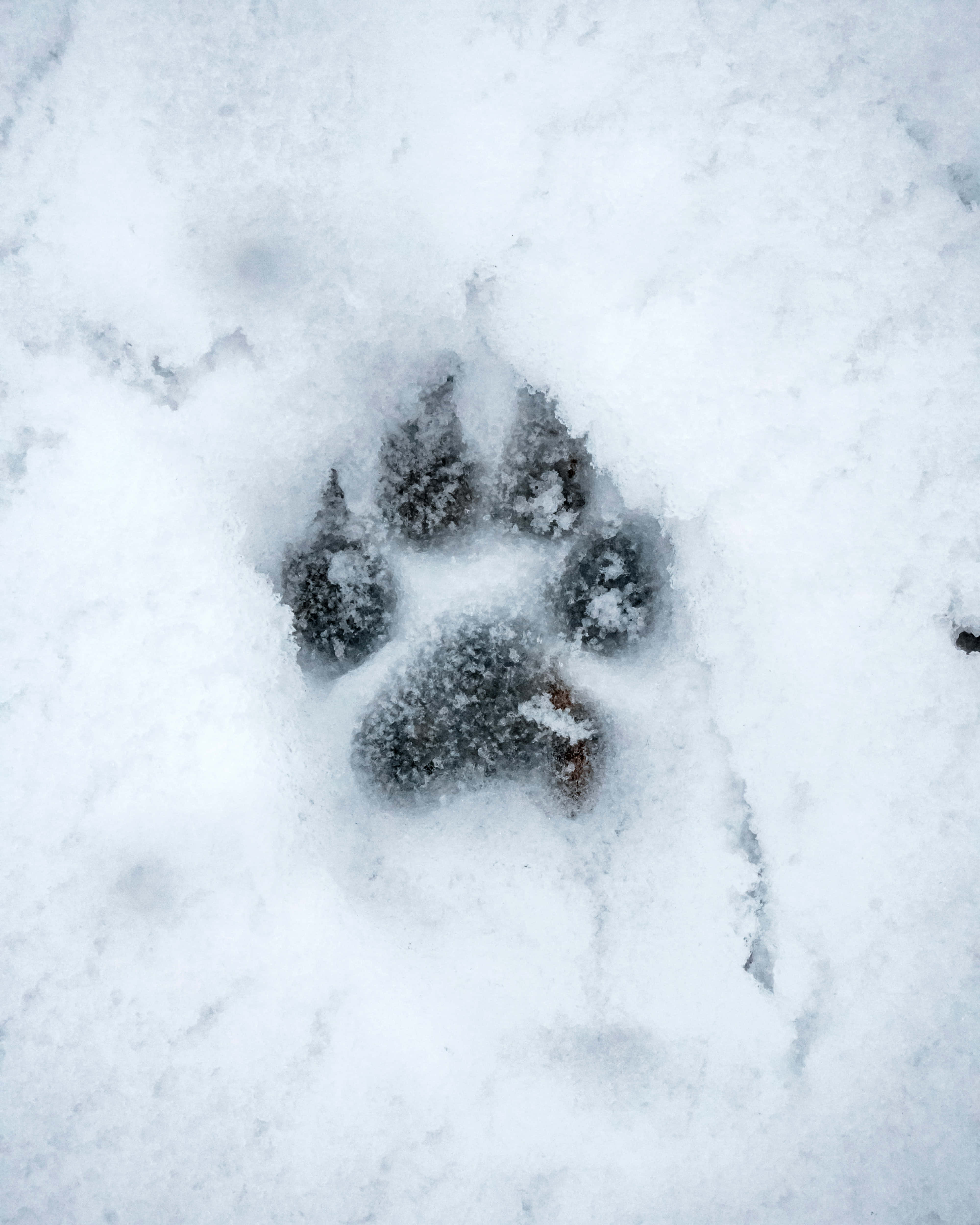 Απόλαυσε ένα γαλήνιο χιονισμένο τοπίο με το Snow Aesthetic Ταπετσαρία