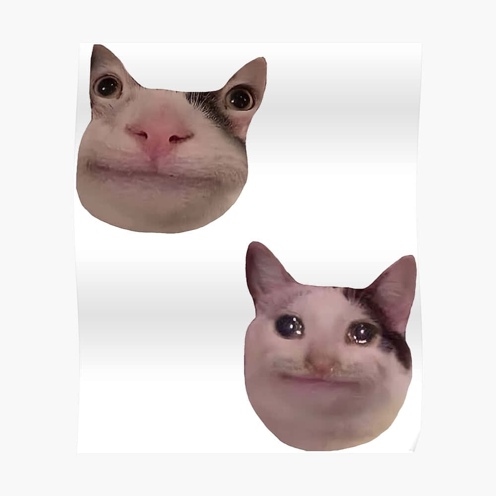 Αστεία γάτα meme για Discord PFP Ταπετσαρία