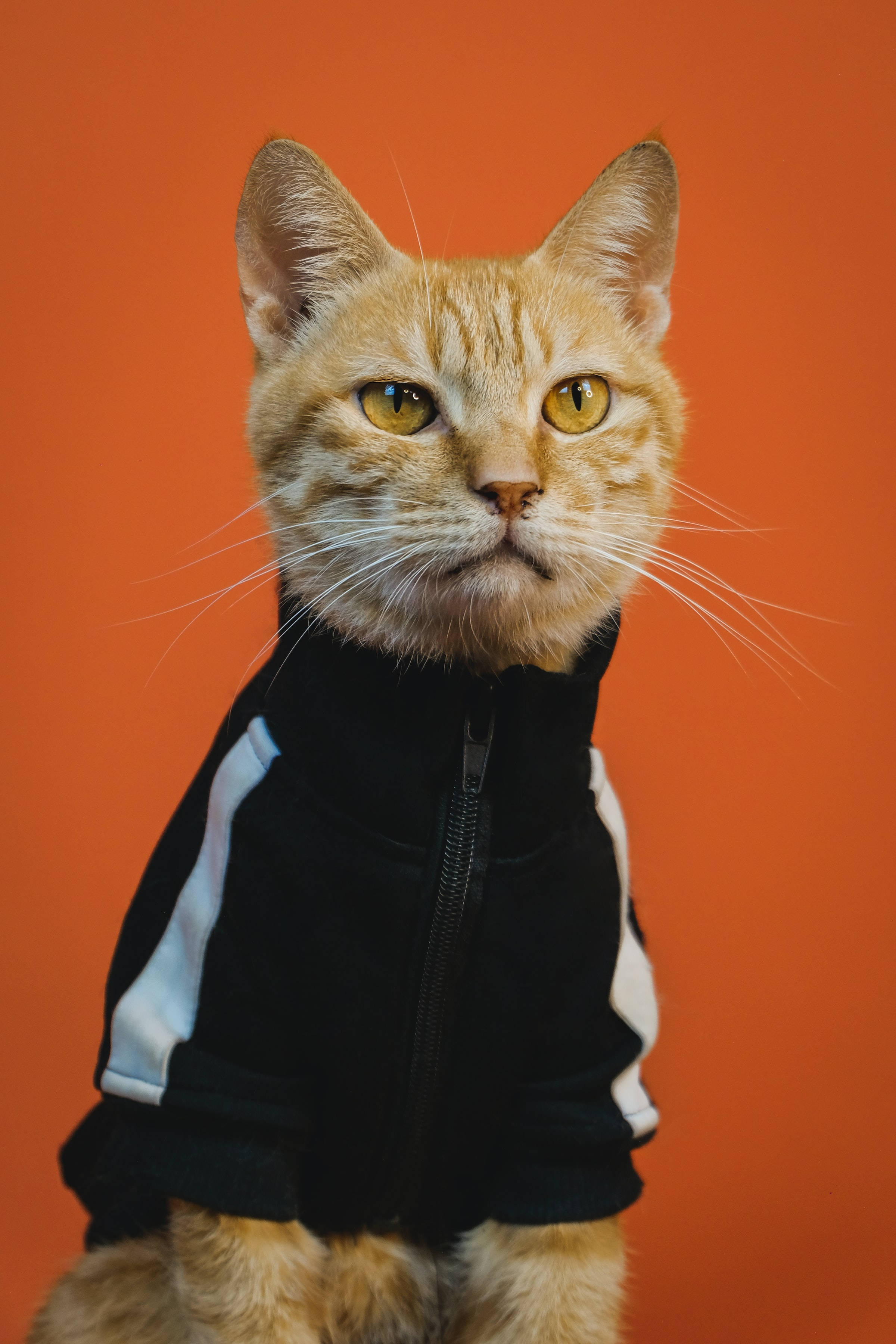 Αστεία Πορτοκαλί Γάτα Tabby PFP Ταπετσαρία