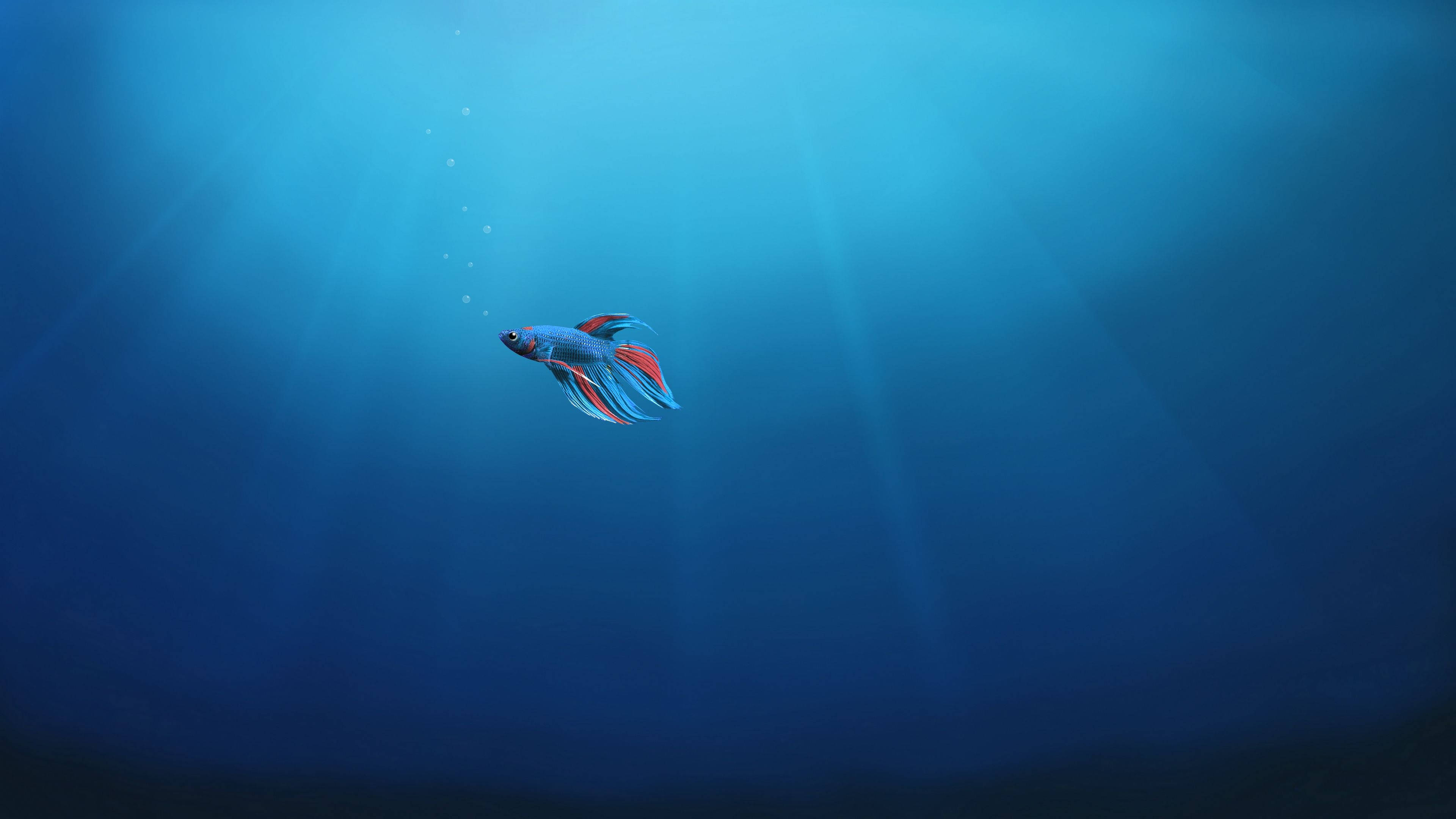 Αυθεντικό Betta Fish Desktop Ταπετσαρία