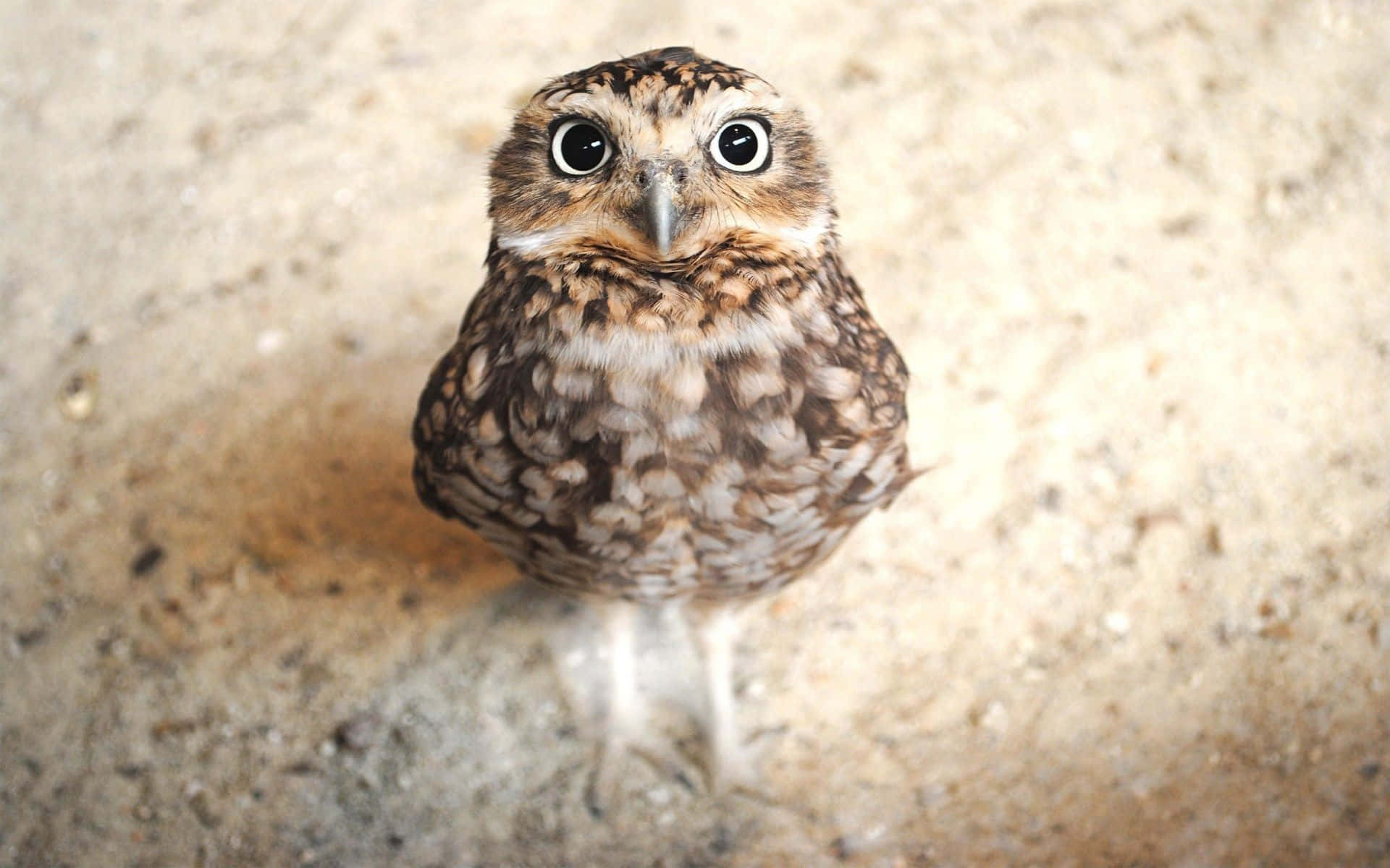 Αυτή η χαριτωμένη κουκουβάγια είναι έτοιμη να φωτίσει τη μέρα σου Ταπετσαρία