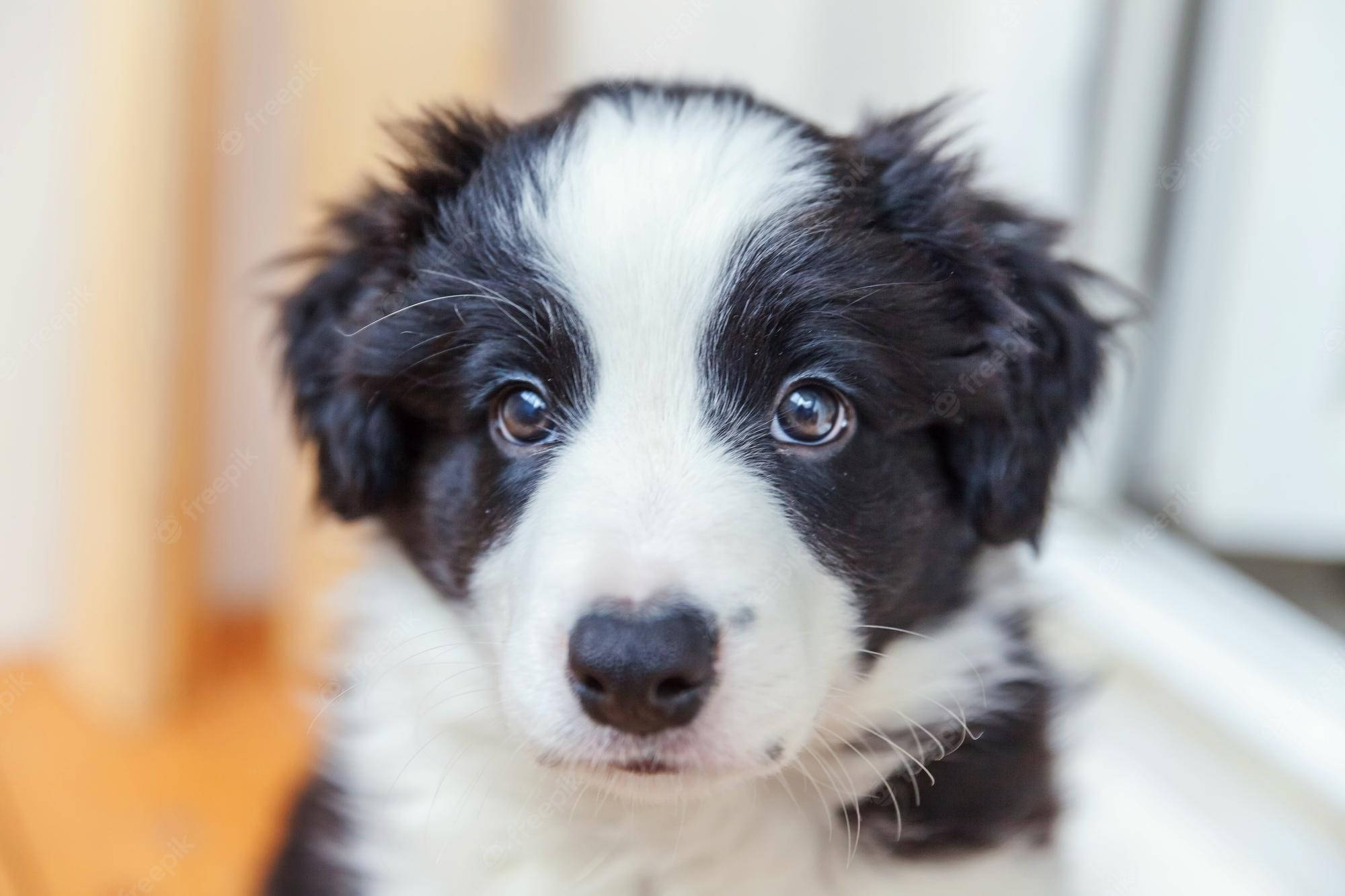 Βλέμμα Κουταβιού Border Collie Ταπετσαρία
