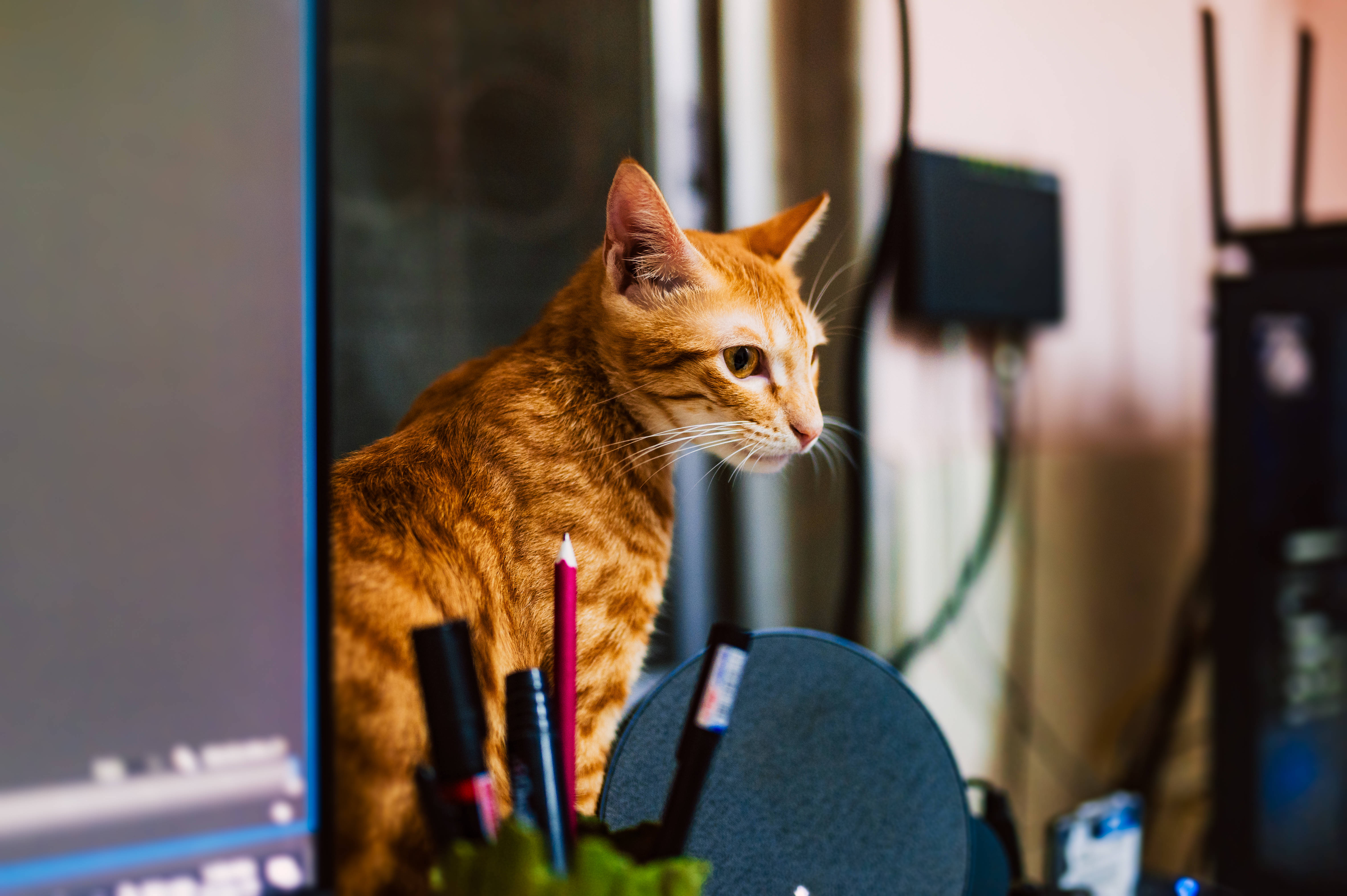 Γάτα Υπολογιστής Ginger Tabby Ταπετσαρία