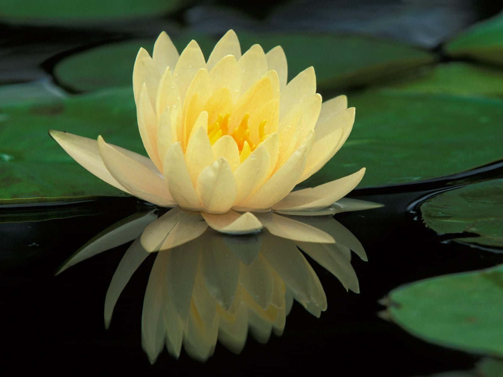Γαλήνιο άνθος λωτού σε ήρεμη λίμνη Ταπετσαρία
