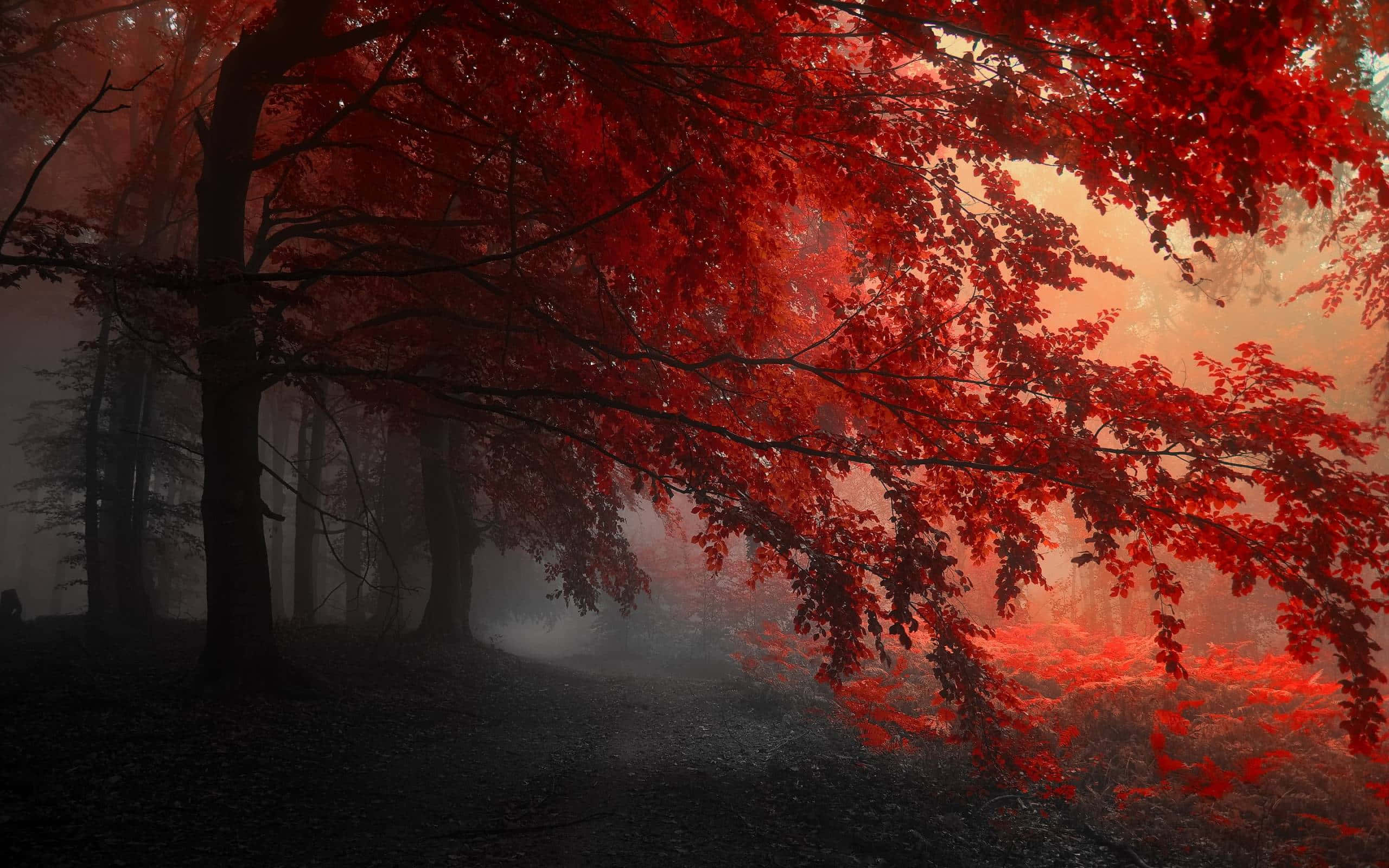 Γοητευτικό Φθινοπωρινό Τοπίο Ταπετσαρία