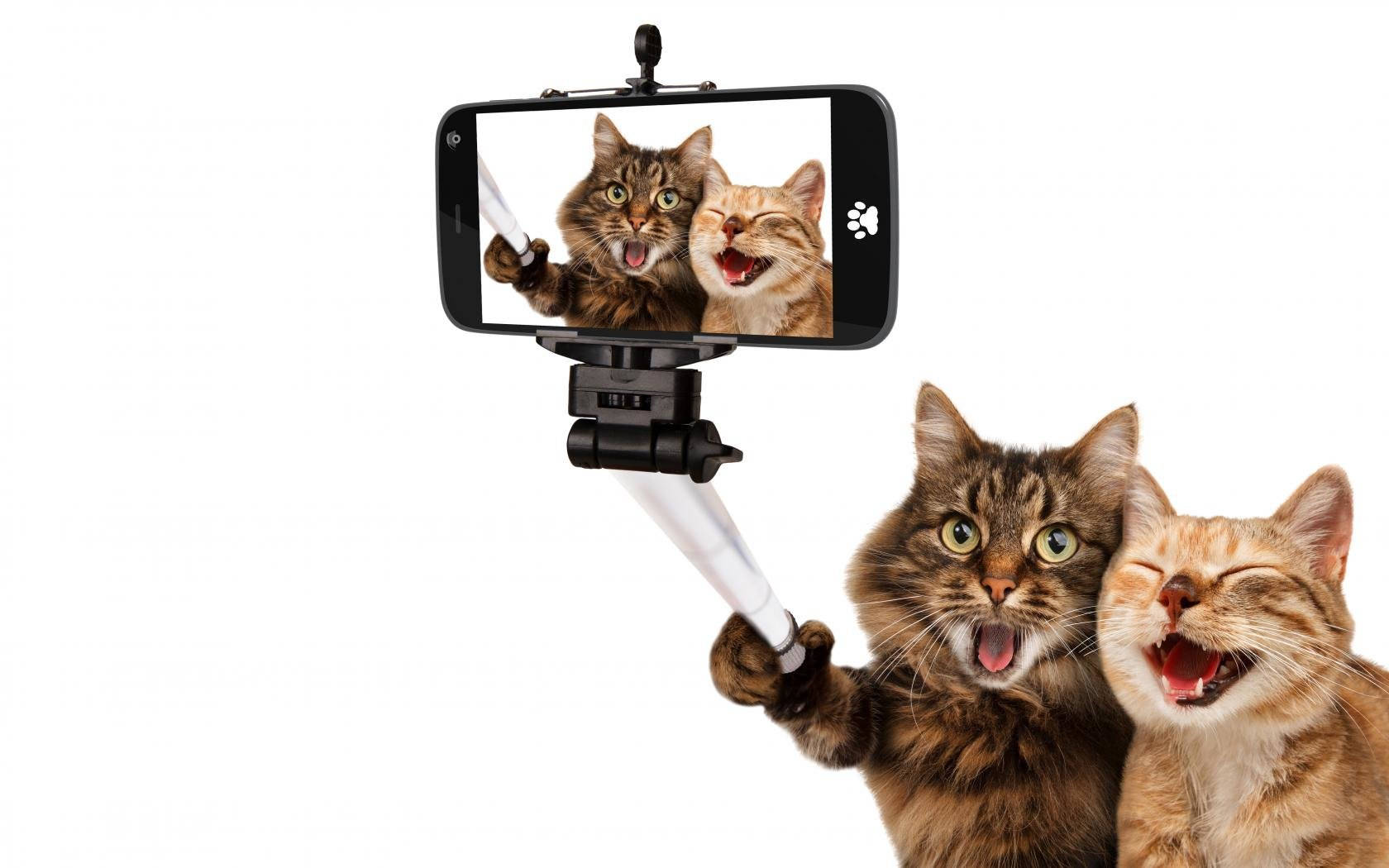 Δύο αστείοι γάτοι φίλοι βγάζουν selfie Ταπετσαρία