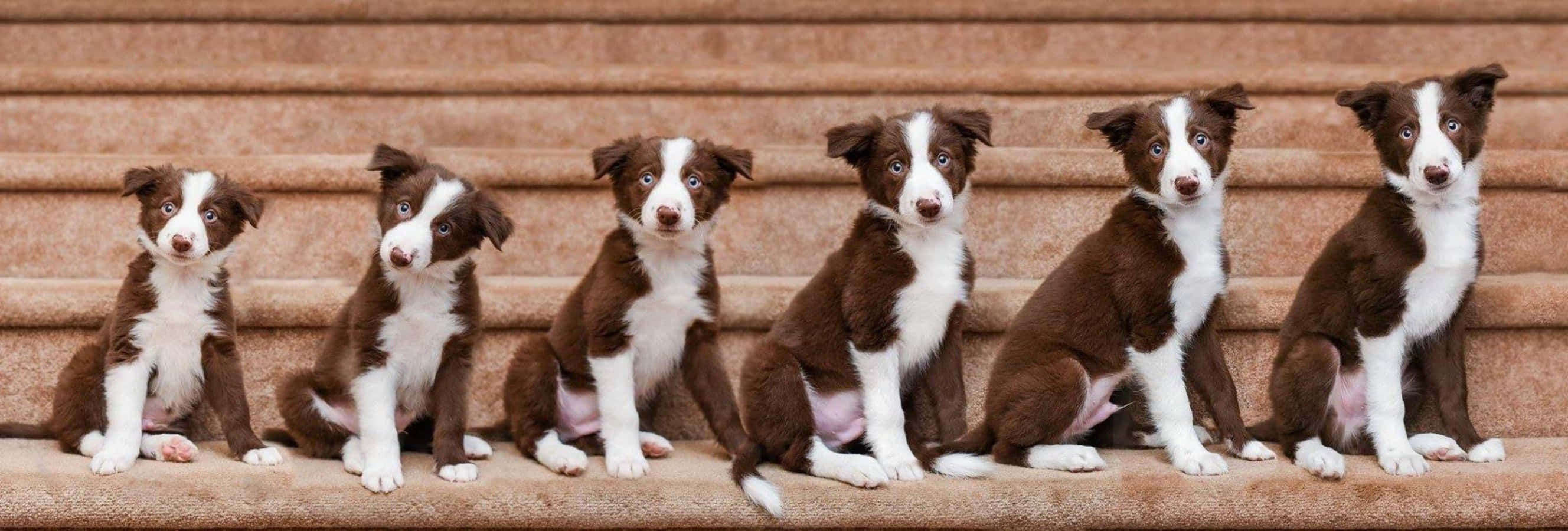 Εβδομάδα Ανάπτυξης Κουταβιού Border Collie Εικόνα Ταπετσαρία