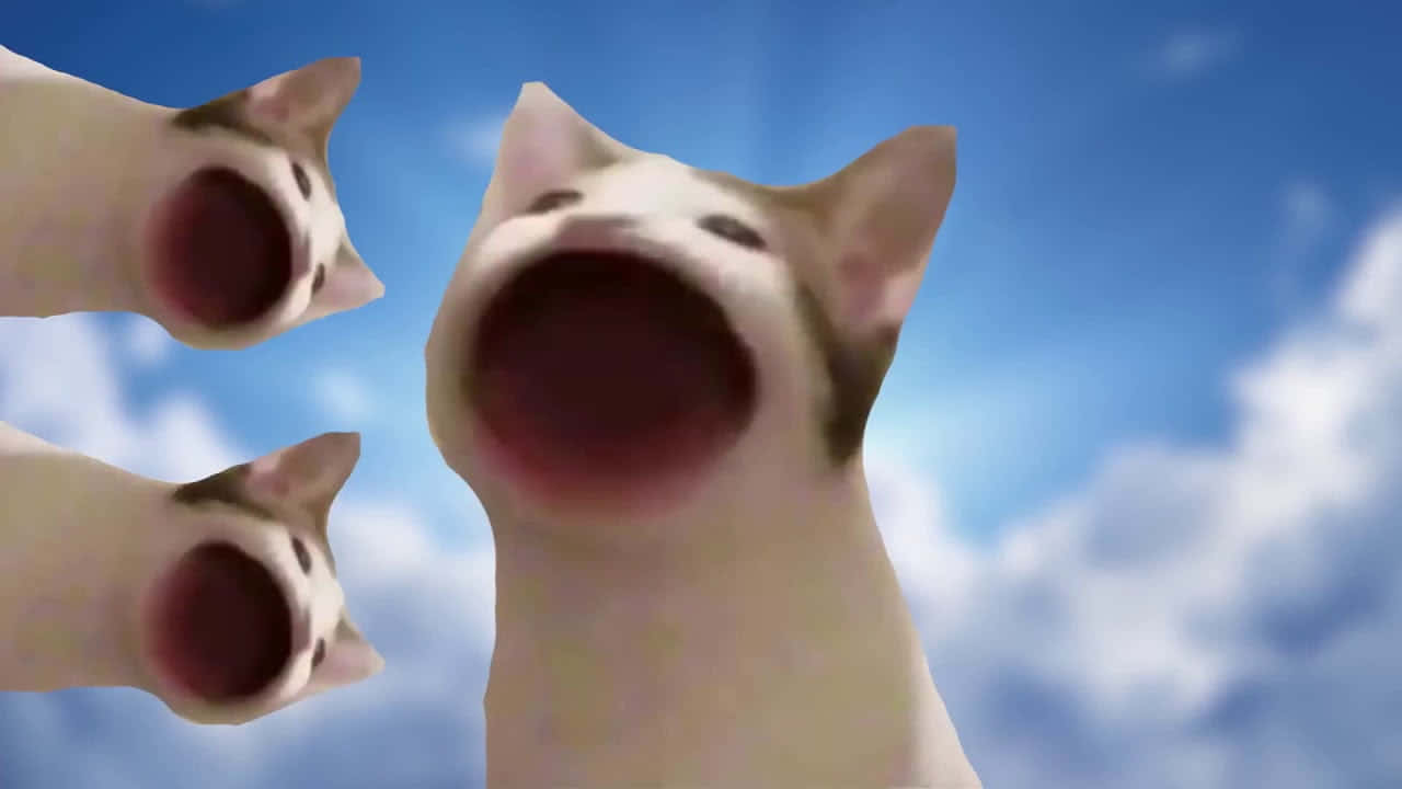 Εικόνα Pop Cat Meme με Κατάρα Ταπετσαρία