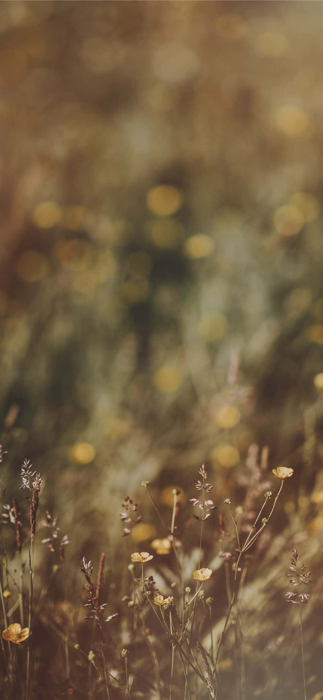 Εικόνα Άγριων Λουλουδιών Μπάτερκαπ Bokeh Ταπετσαρία