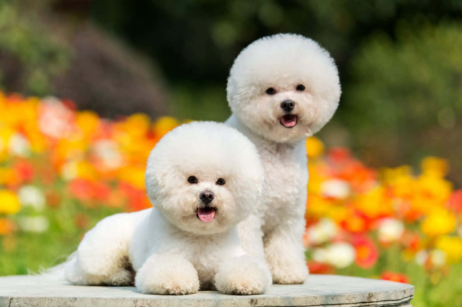 Εικόνα με Μικρά Σκυλάκια Bichon Frise Ταπετσαρία