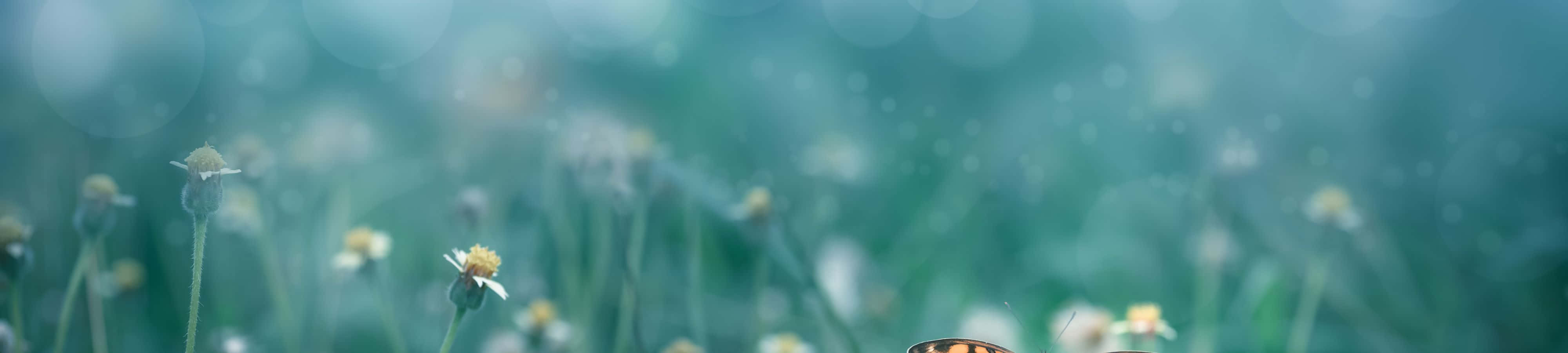 Εμπνευστείτε από τη Φύση Ταπετσαρία