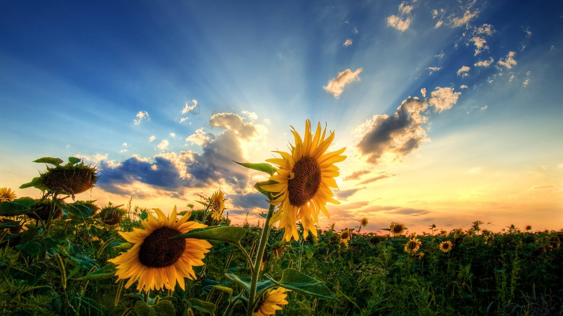 Ηλιοβασίλεμα για την Έκθεση Blumen — Ηλίανθος Ταπετσαρία