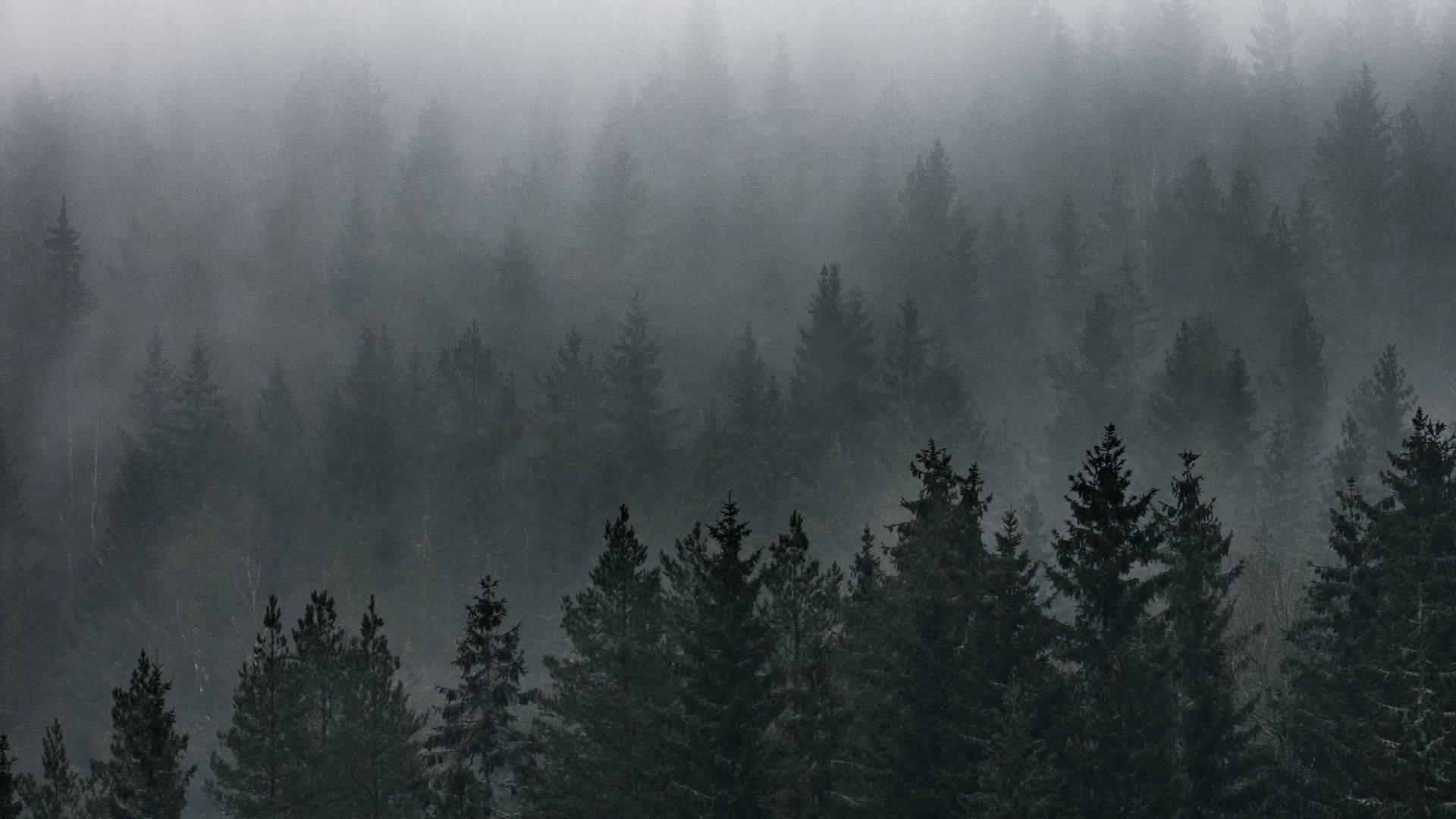 Θέα σε ομιχλώδες δάσος Ταπετσαρία