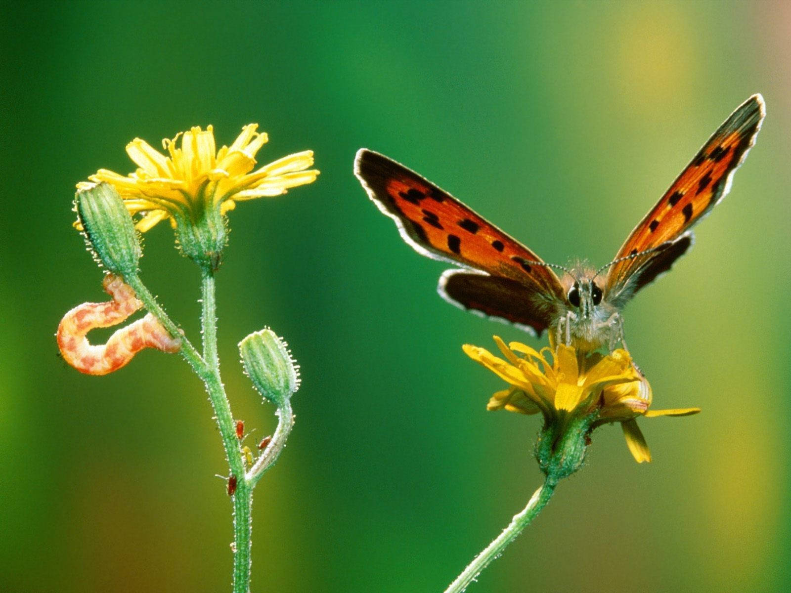 Κάμπια σε Φυτό Crepis Ταπετσαρία