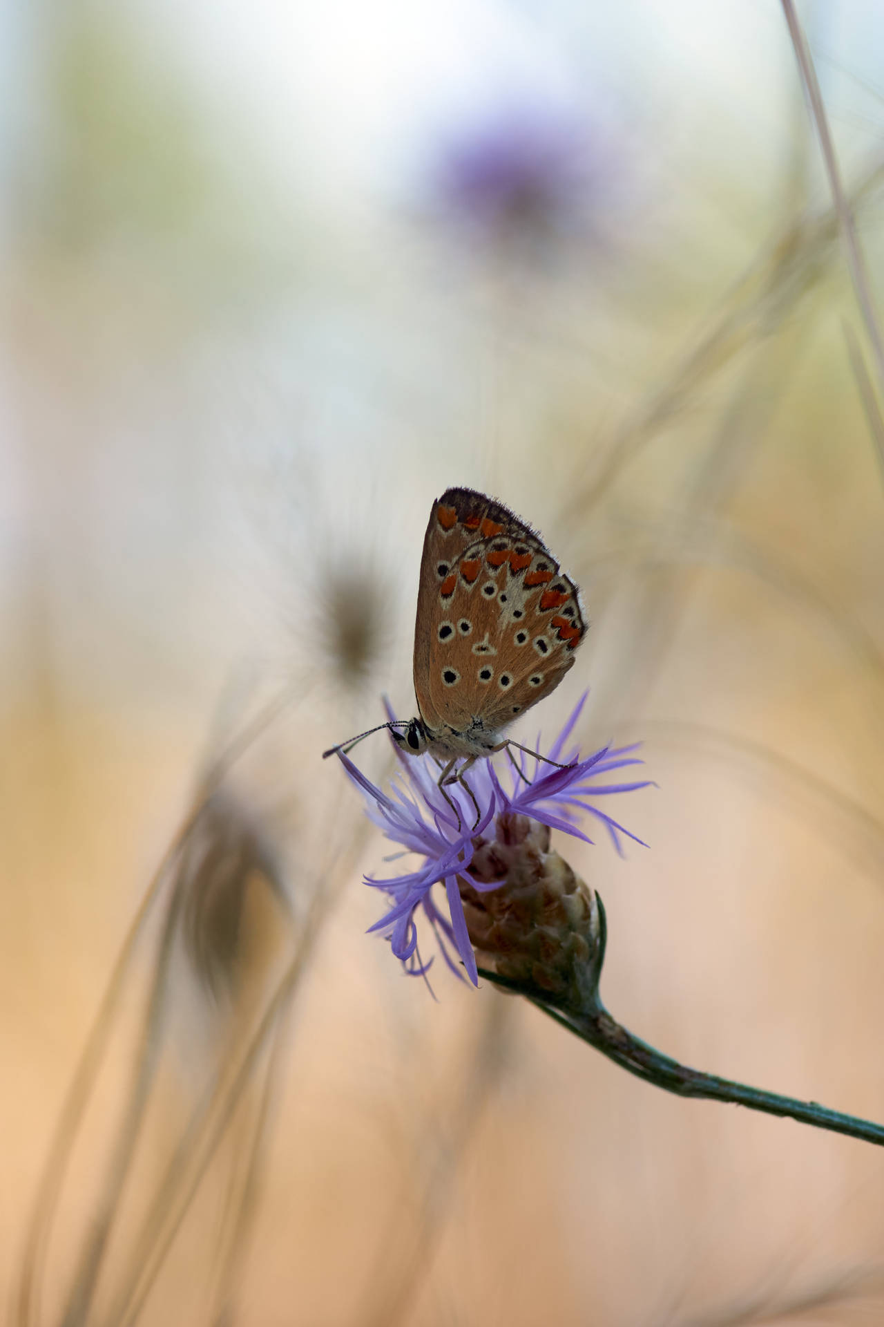 Πεταλούδα Karner blue καφέ κάτω φτερά με μαύρες κηλίδες ταπετσαρία. — Πεταλούδα Ταπετσαρία