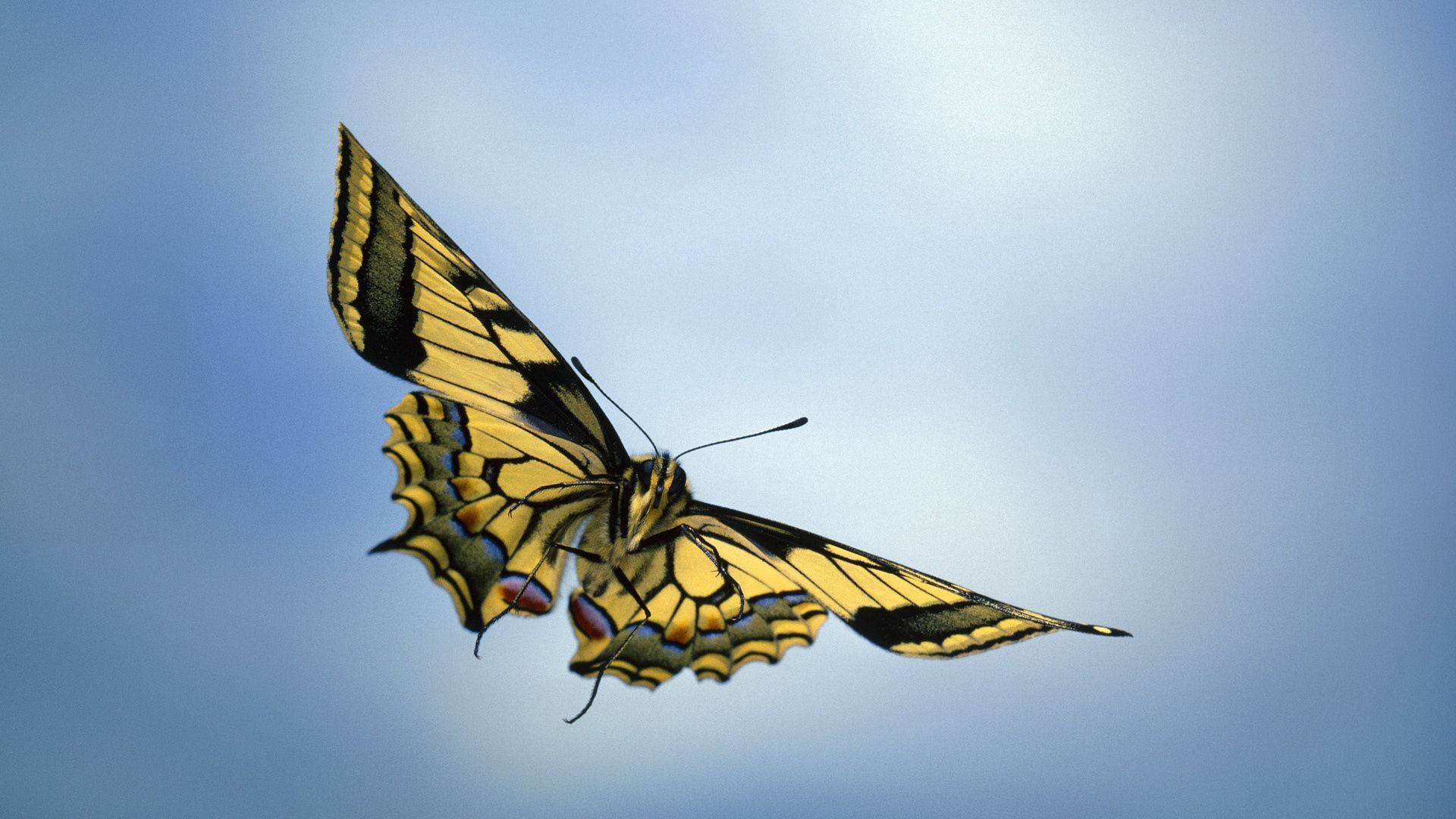 Προεπισκόπηση wallpaper ουρανός, πεταλούδα, φτερά — Ουρανός Ταπετσαρία