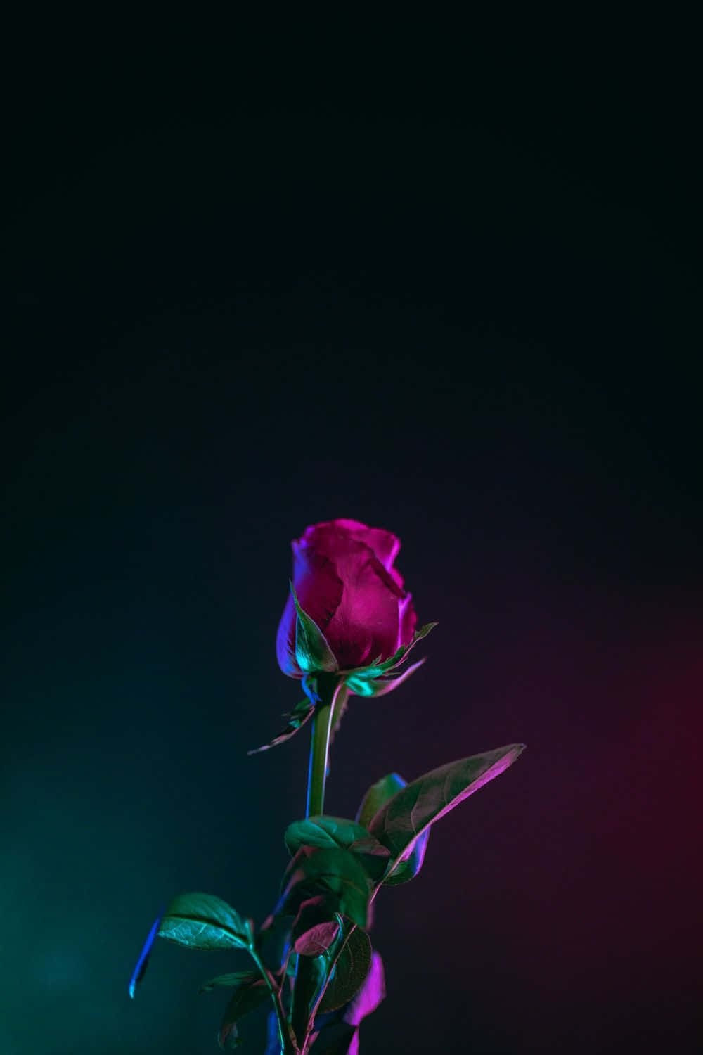 Κόκκινο Μπουμπούκι Τριαντάφυλλου Φόντο iPhone XS OLED Ταπετσαρία