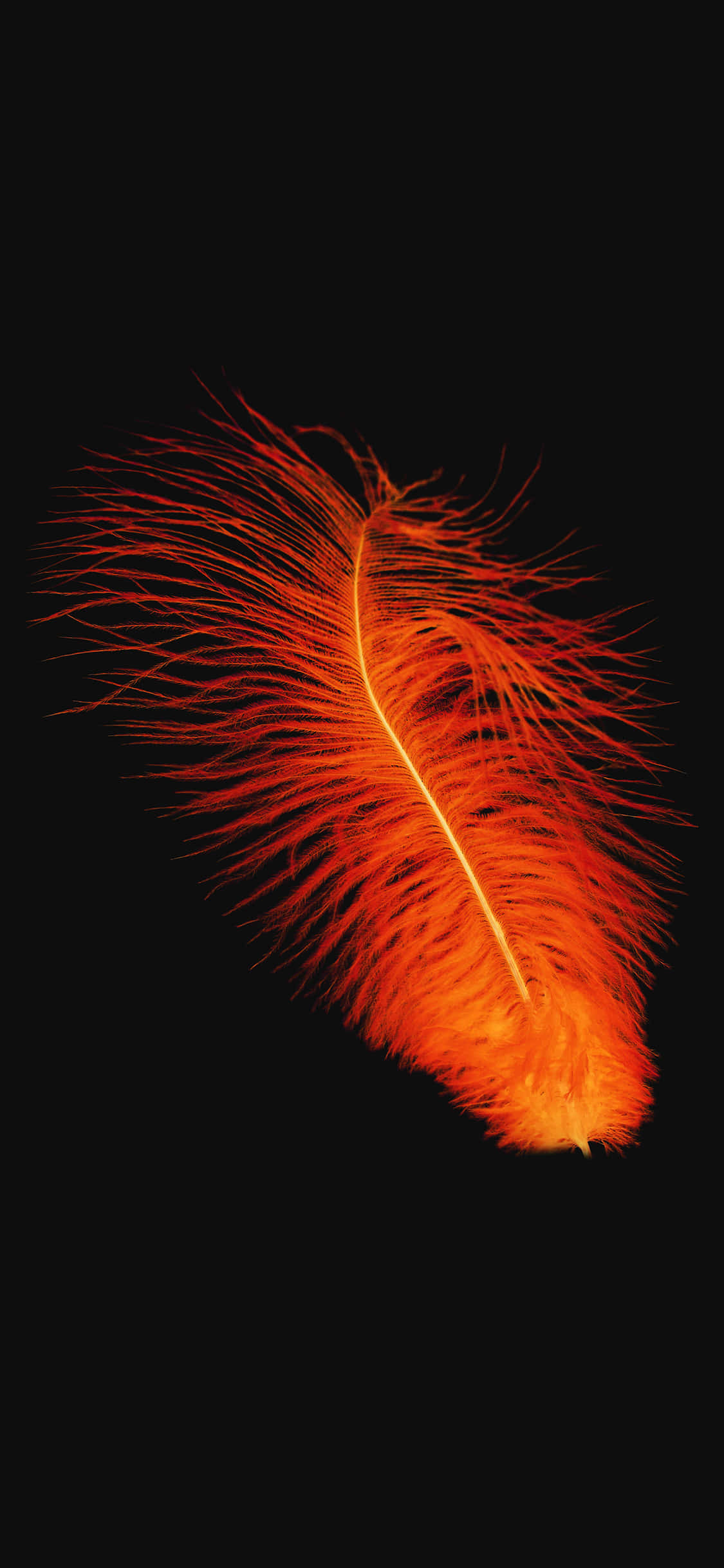 Κόκκινο Πορτοκαλί Φτερό Εικόνα Ταπετσαρία