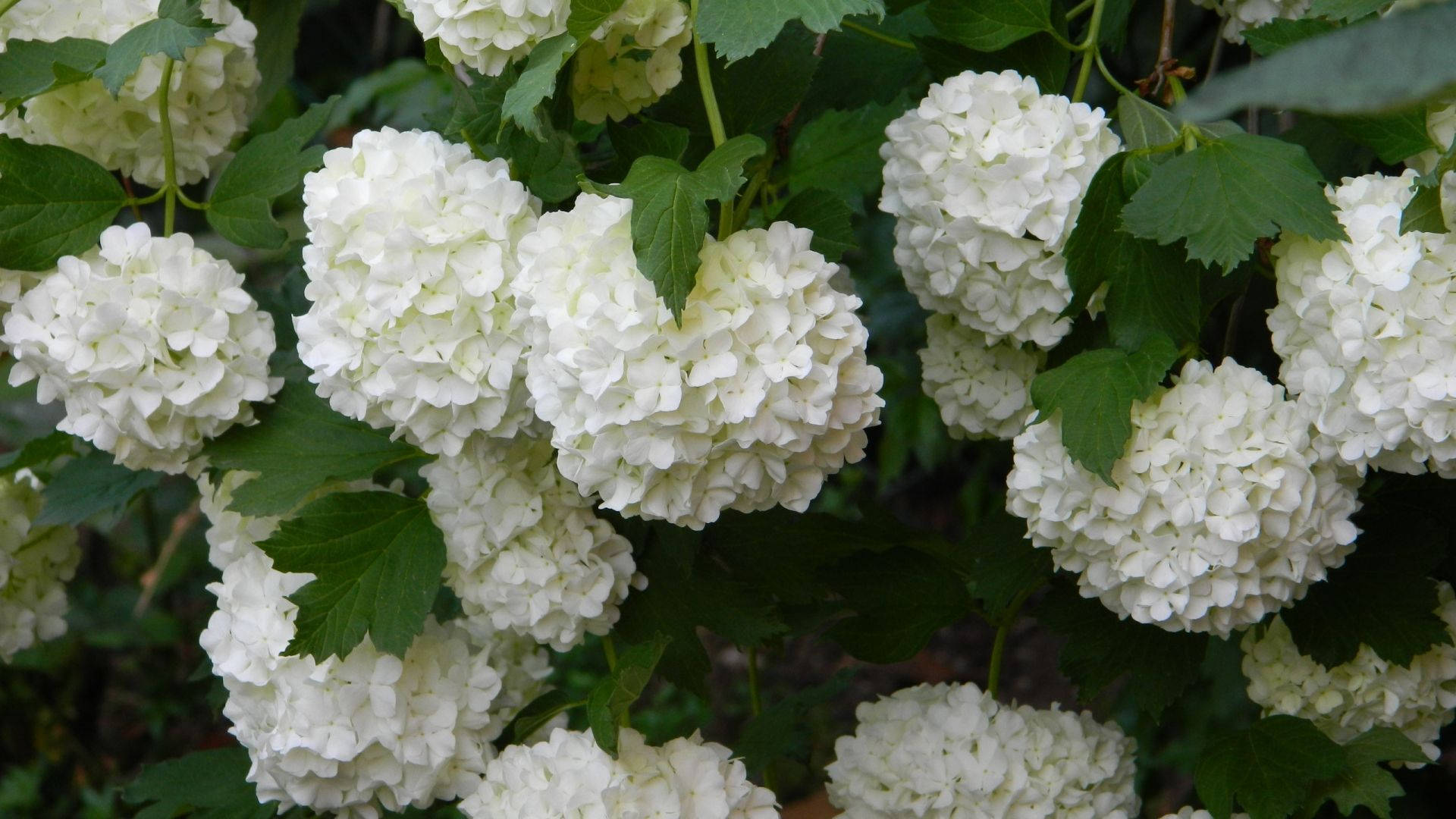 Λευκά Λουλούδια Ορτανσίας Ταπετσαρία