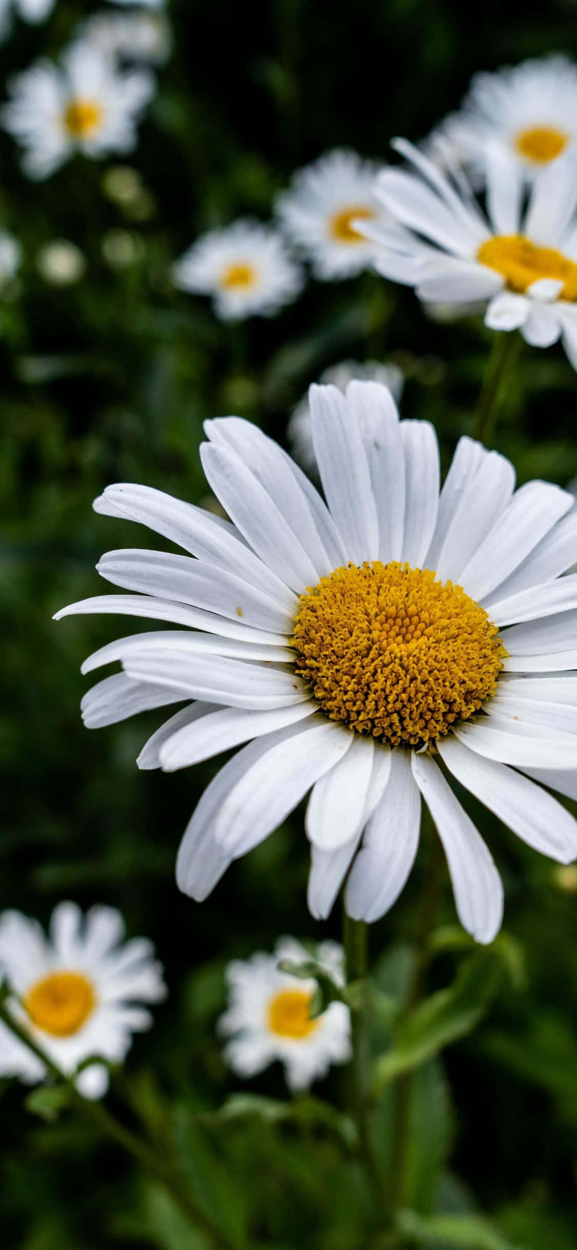 white daisies with yellow centers in a field Ταπετσαρία