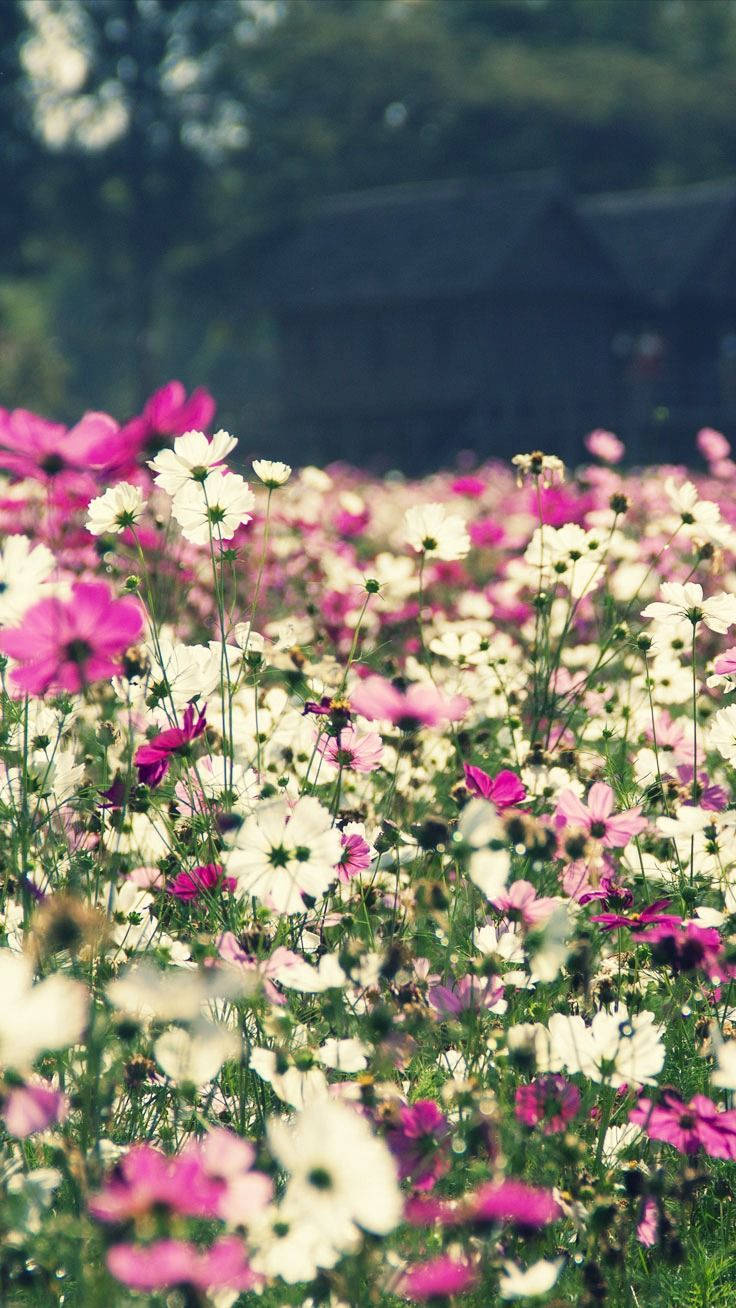 Λιβάδι με Λουλούδια Floral iPhone Ταπετσαρία