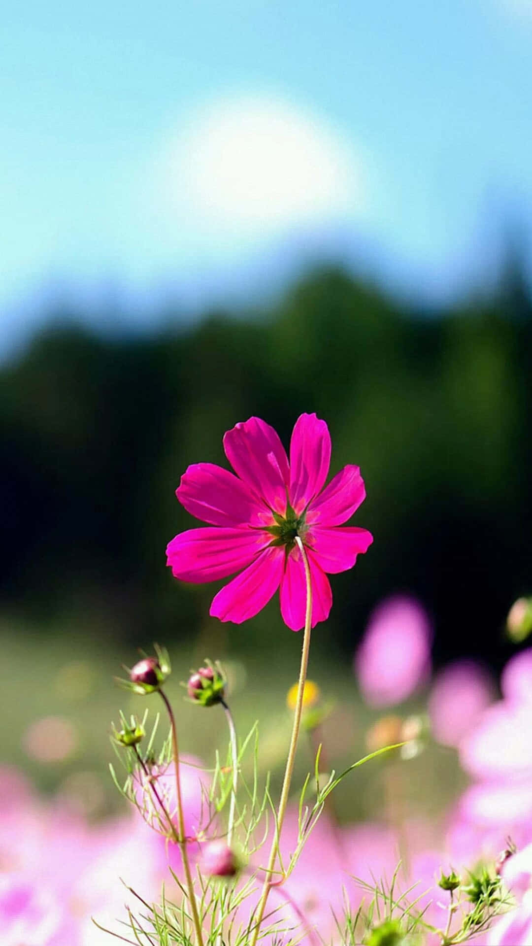Λουλούδι iPhone Ροζ Garden Cosmos Φωτογραφία Ταπετσαρία