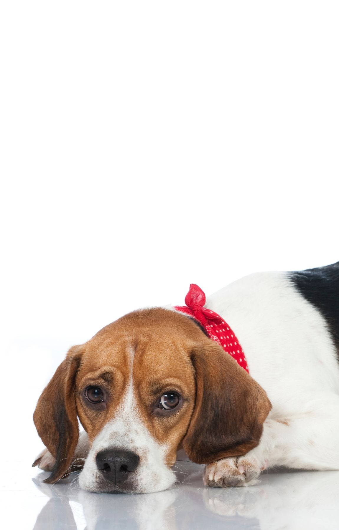 Λυπημένο Beagle Σκύλος Ταπετσαρία