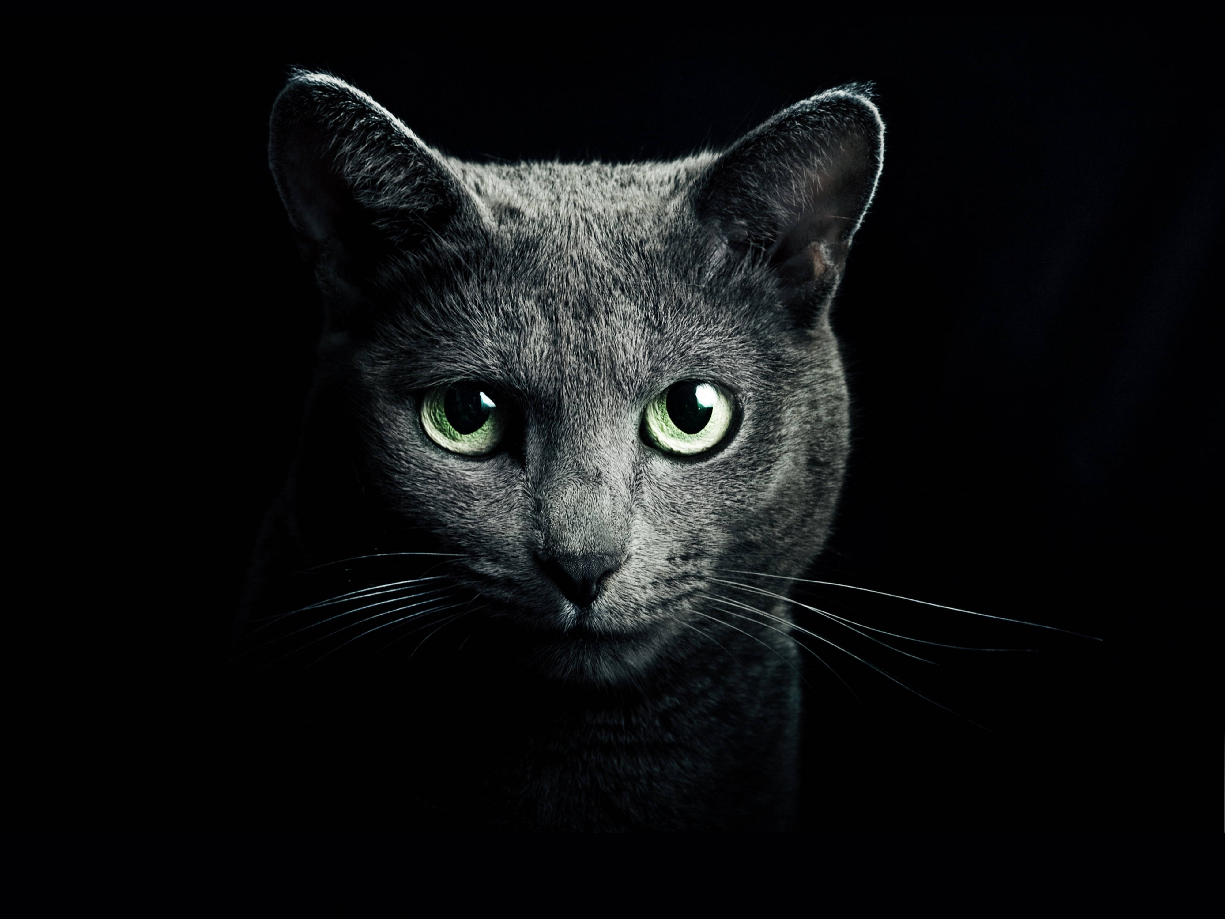Μαύρο φόντο με γάτα Russian Blue Ταπετσαρία