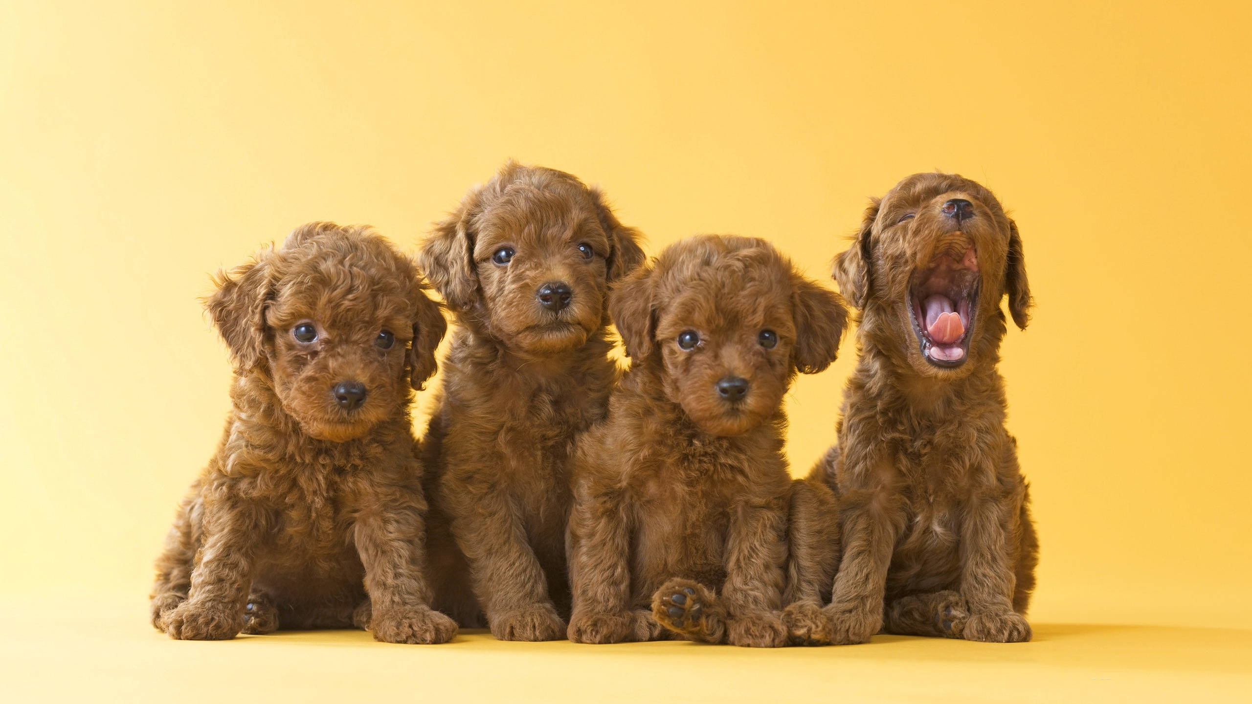 Μια Γέννα Αξιολάτρευτων Καφέ Κουταβιών Toy Poodle Ταπετσαρία