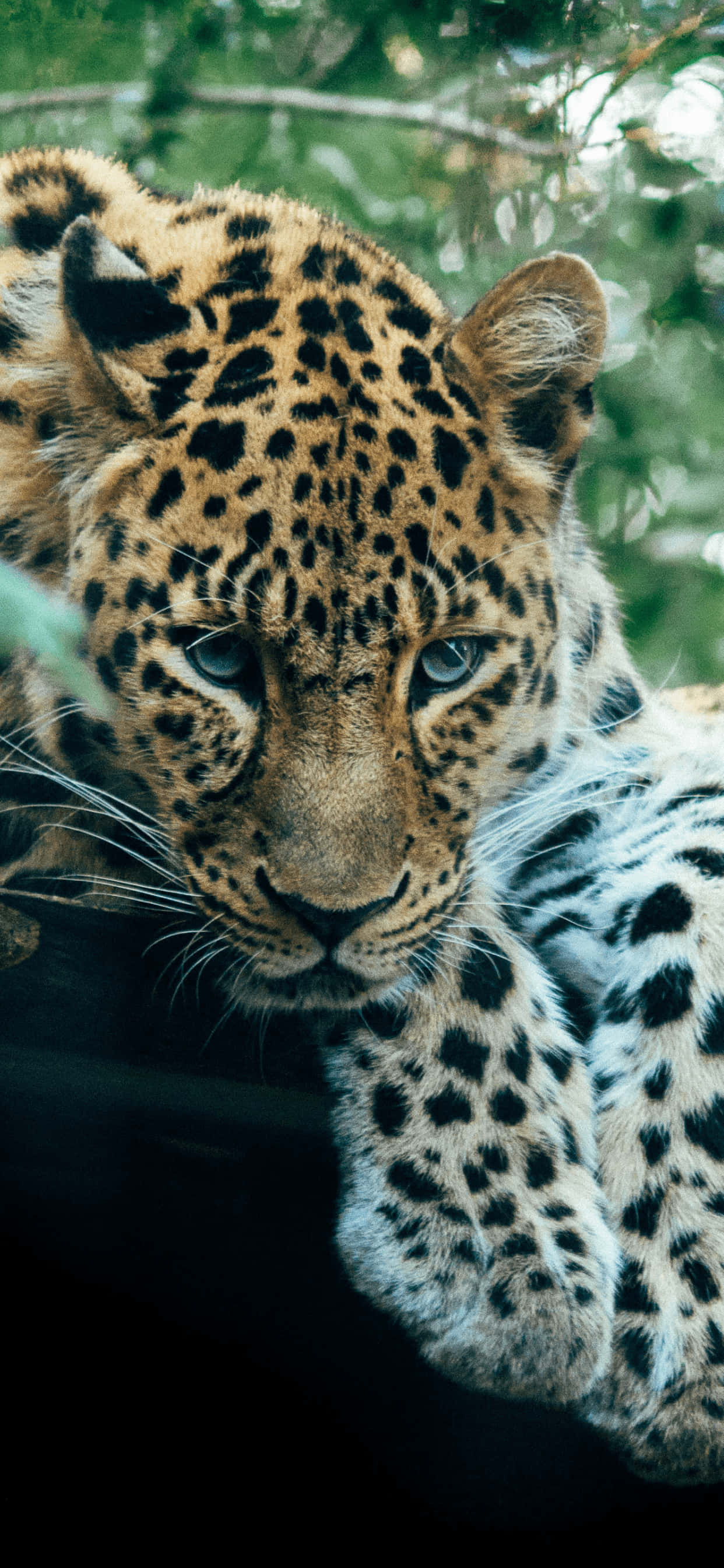 Μια όμορφη λεοπάρδαλη που περιμένει την ώρα της στον ήλιο Ταπετσαρία