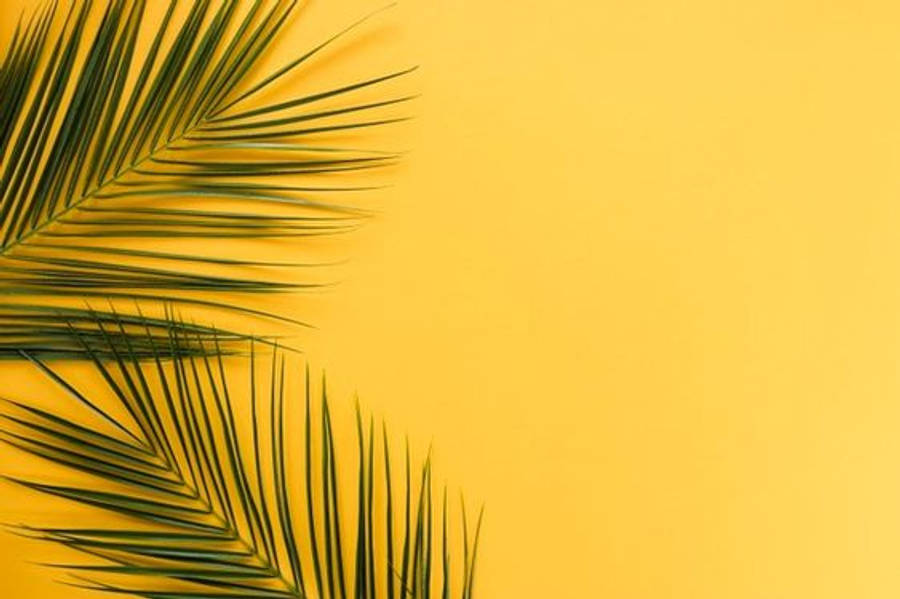 Μινιμαλιστικά Αισθητικά Φύλλα Φοίνικα Ταπετσαρία