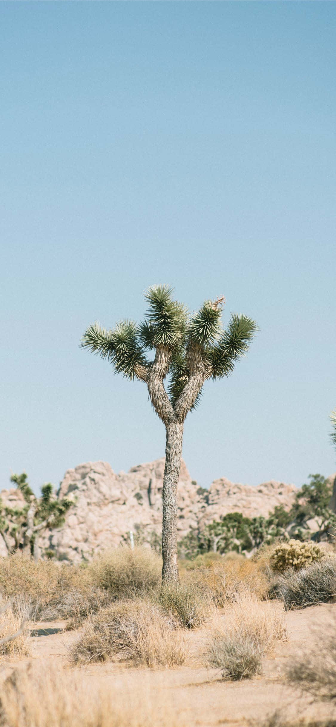 Μοναχικές Εικόνες Joshua Tree Ταπετσαρία
