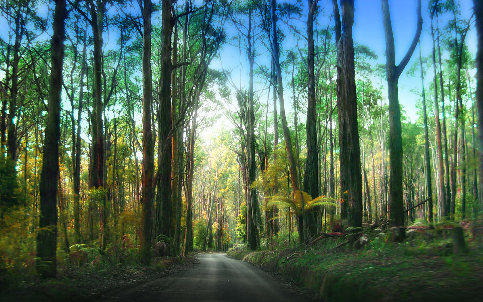 Μονοπάτι πεζοπορίας στο Εθνικό Πάρκο Redwood Ταπετσαρία