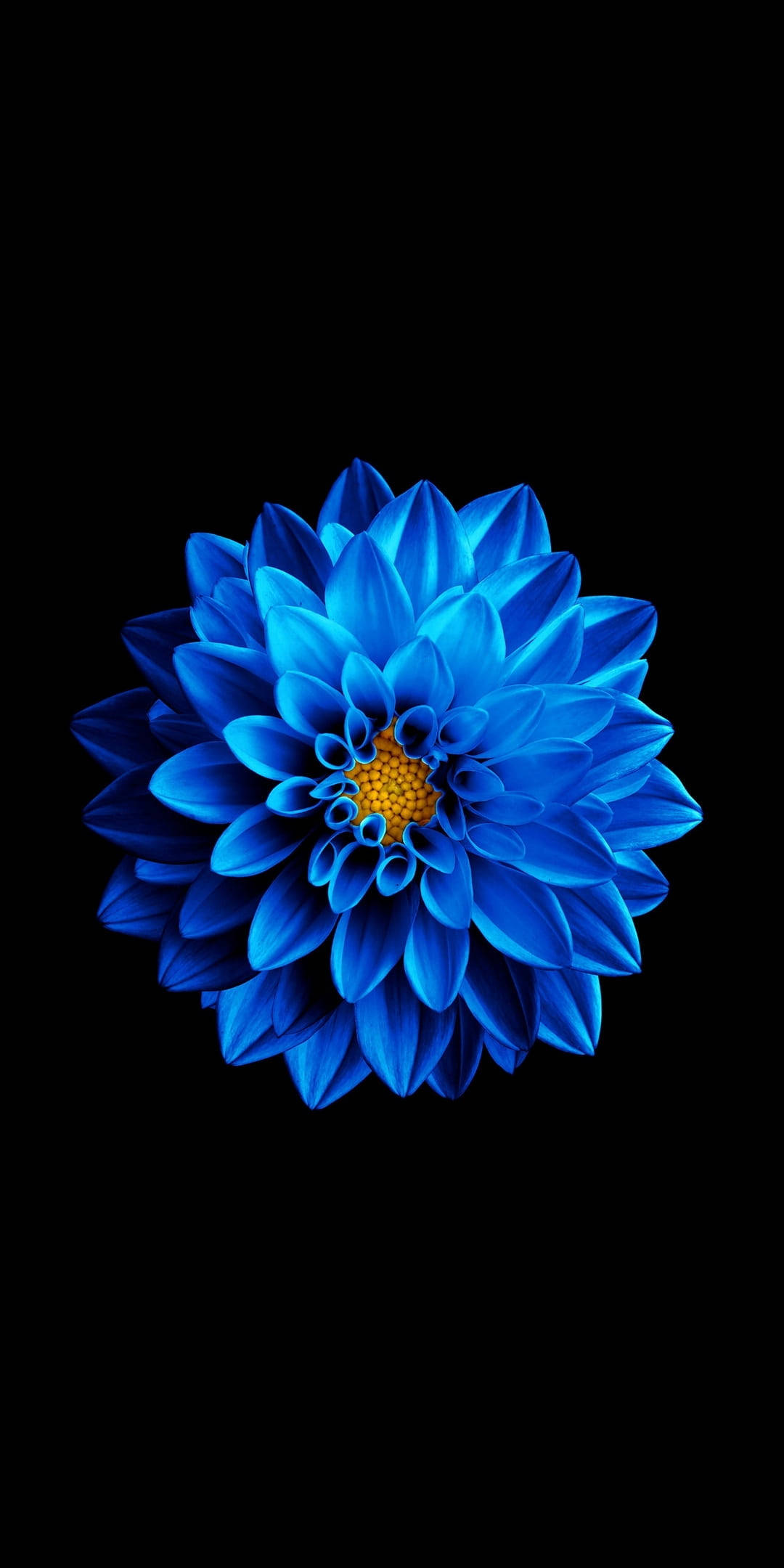 Μπλε Λουλούδι σε Μαύρο Amoled Ταπετσαρία