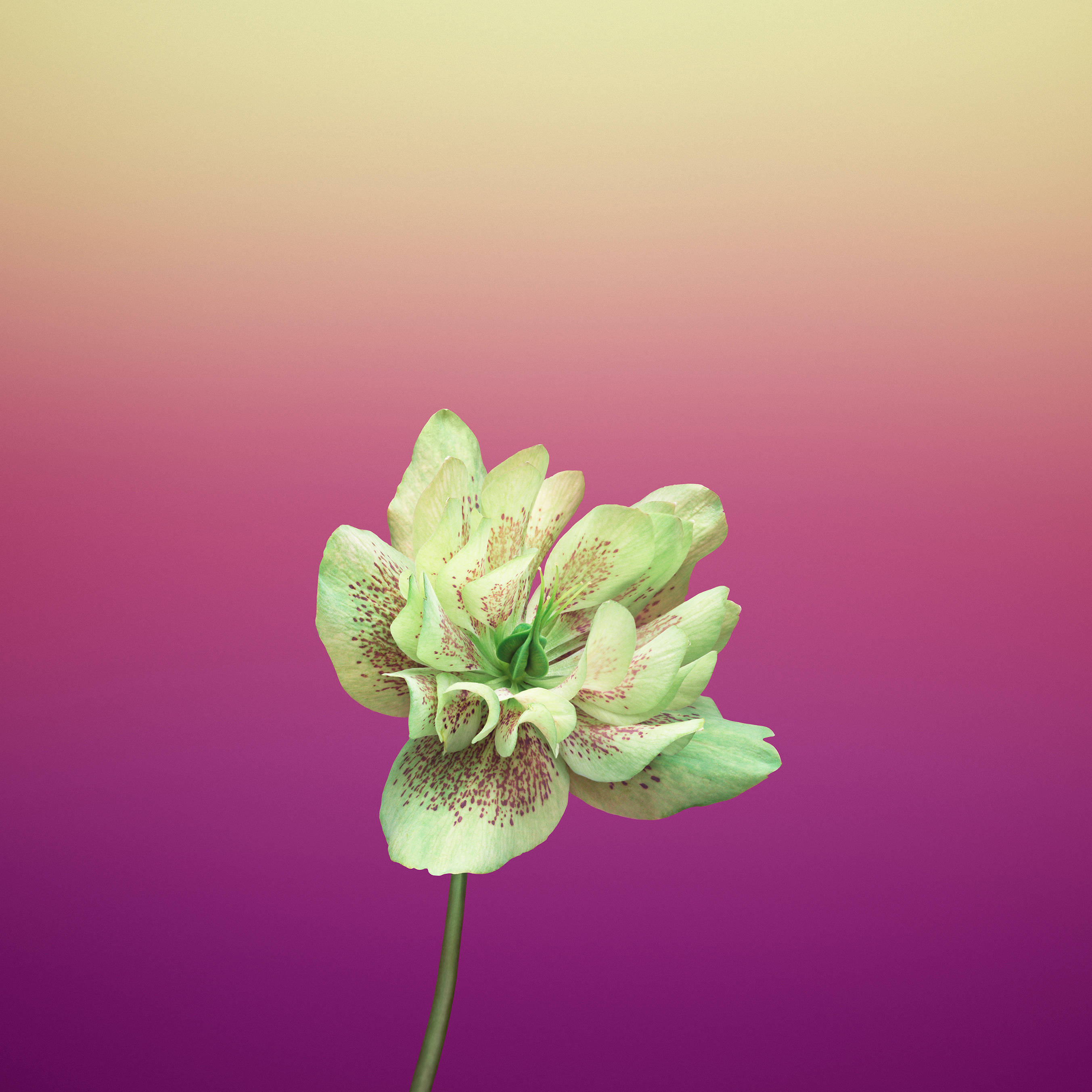 Μωβ Helleborus Orientalis Μήλο Λουλούδι Ταπετσαρία