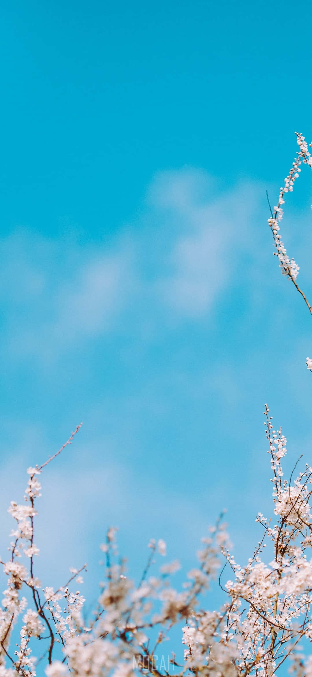 Baby Blue Ανοιχτό Μπλε Αισθητική Λευκά Λουλούδια Ταπετσαρία