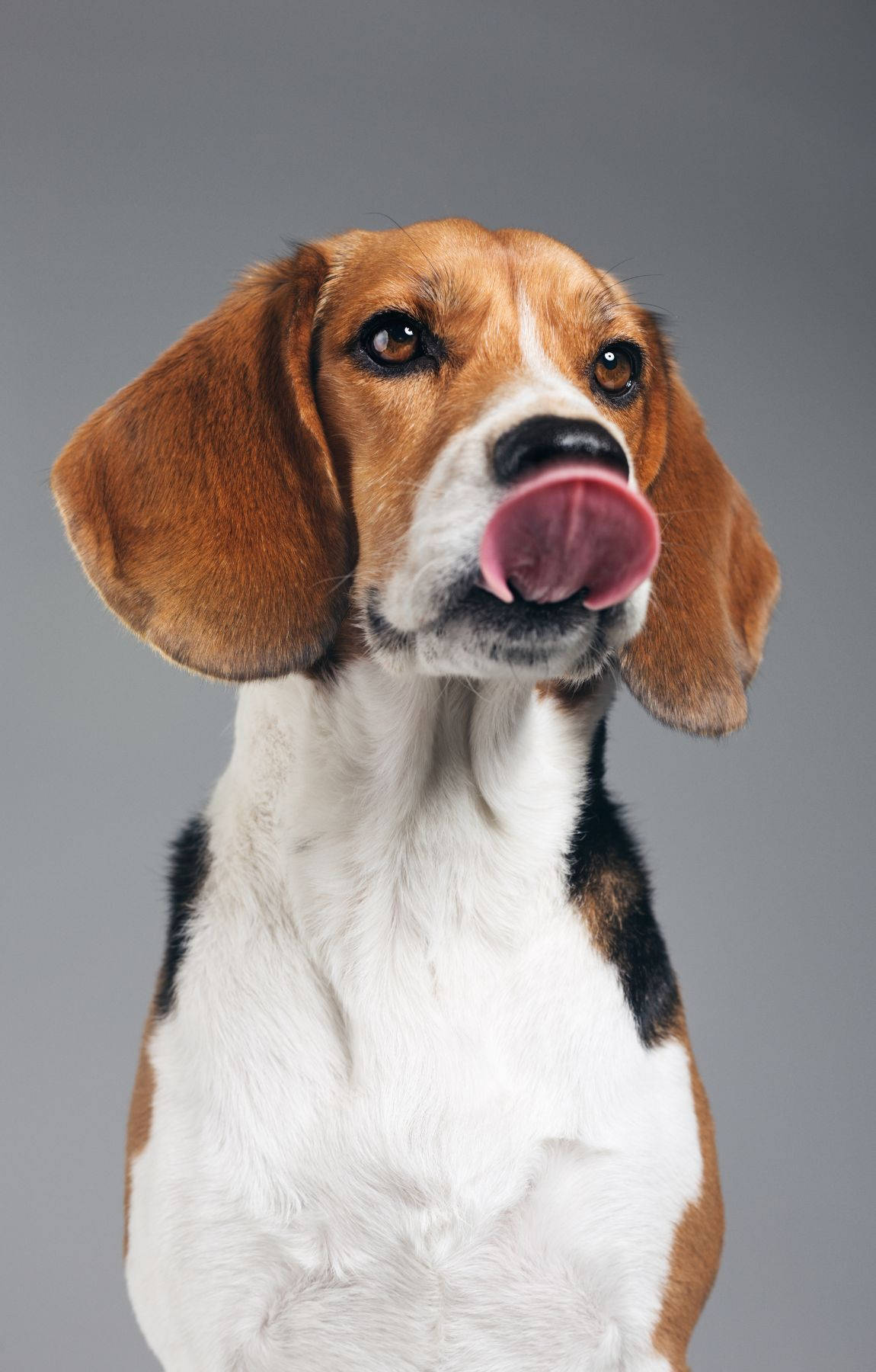 Παιχνιδιάρικο Beagle Κουτάβι που Γλείφει Ταπετσαρία