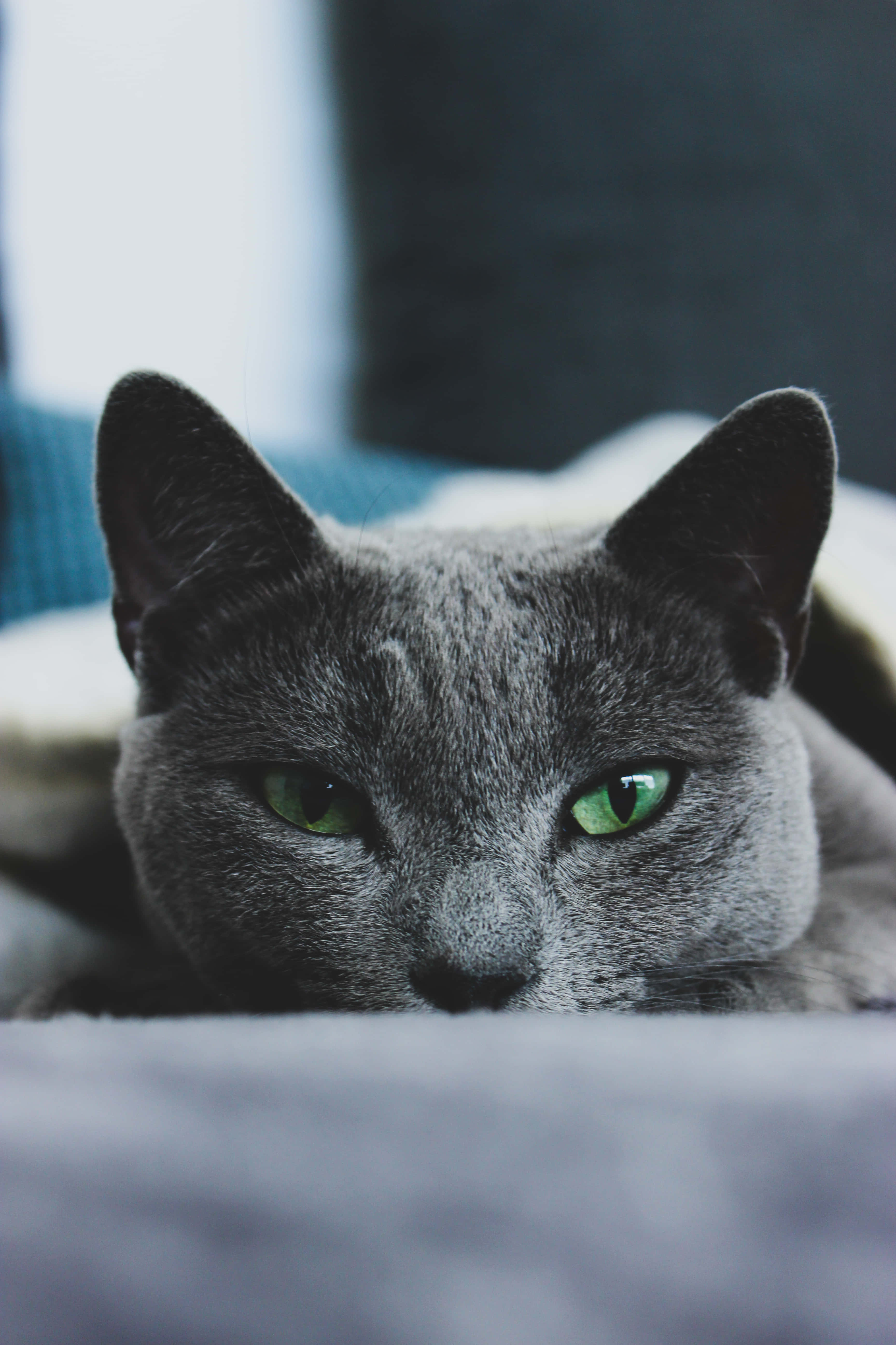 Πανέμορφη γάτα Russian Blue καθισμένη δίπλα σε ένα μπολ με φαγητό Ταπετσαρία