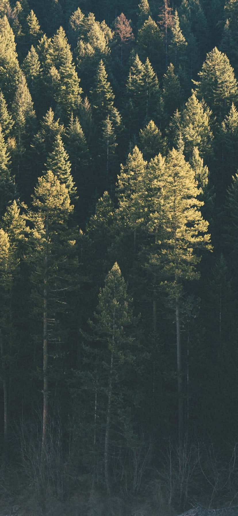 Περπατήστε Ειρηνικά στη Φύση με το Trees iPhone Ταπετσαρία