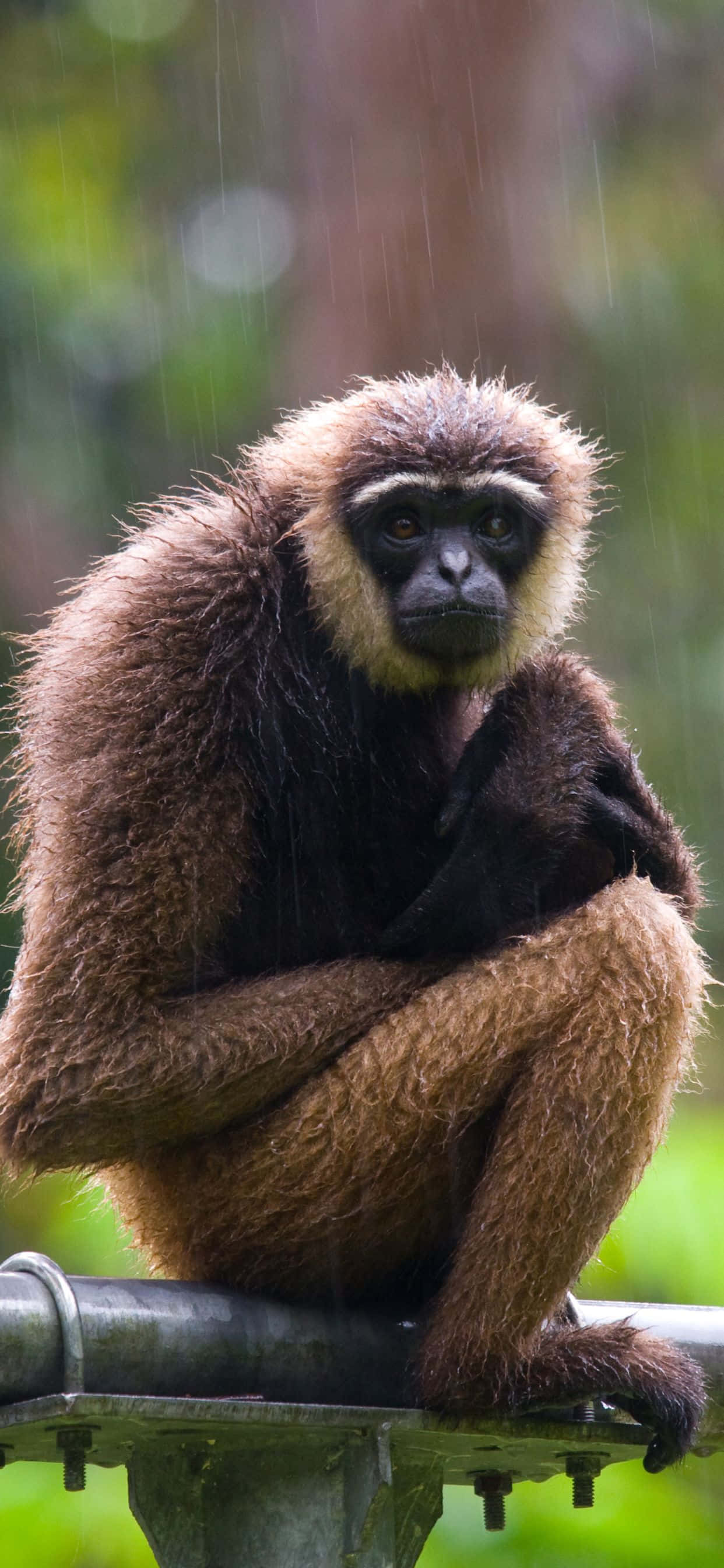 Πες γεια στο νέο iPhone Xs Max Gibbon Ταπετσαρία