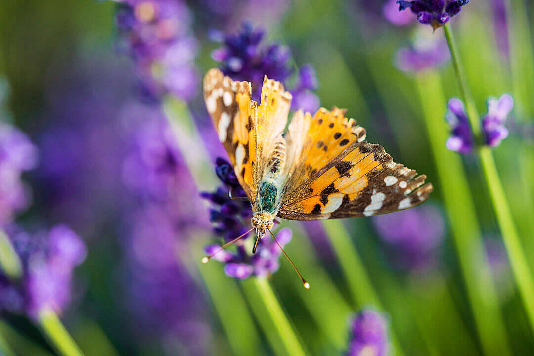 Πεταλούδα Painted Lady Αισθητική Ταπετσαρία