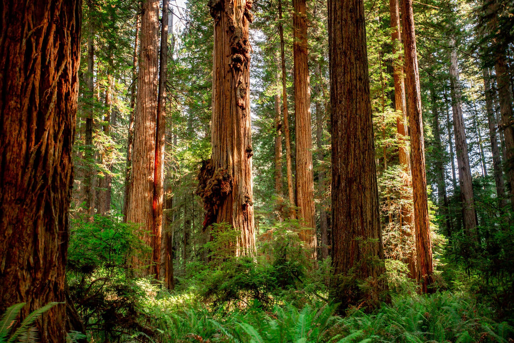 Πλούσια Βλάστηση στο Εθνικό Πάρκο Redwood Ταπετσαρία