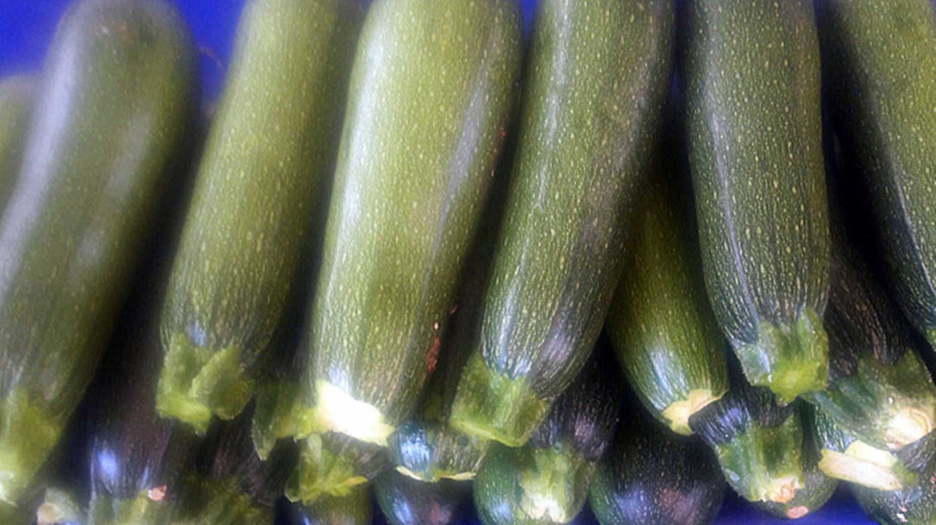 Ποικιλία Κολοκυθιού Baby Marrow — Σκούρο πράσινο Ταπετσαρία