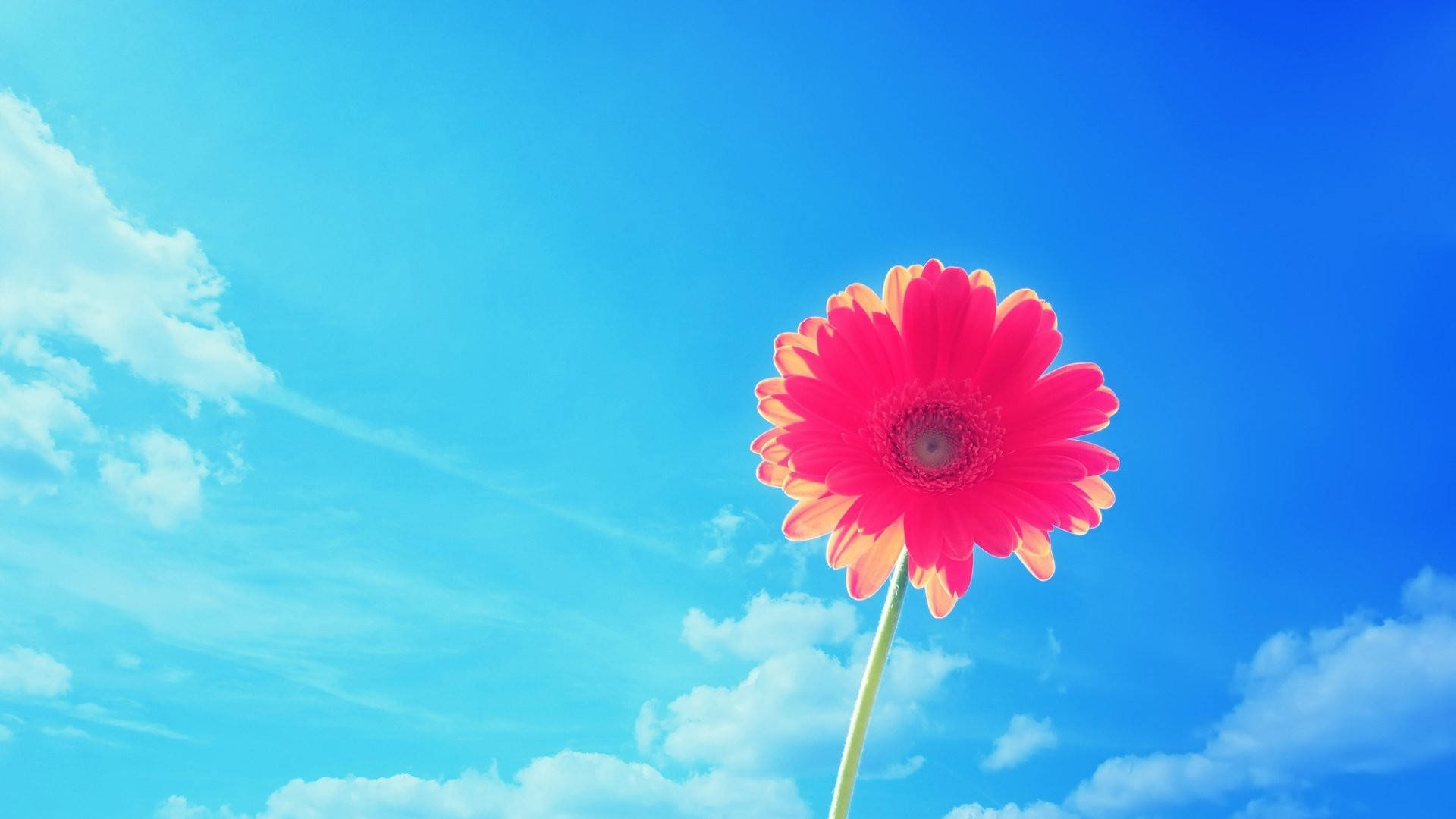 Ροζ Gerbera Καλοκαιρινή Επιφάνεια Εργασίας Ταπετσαρία