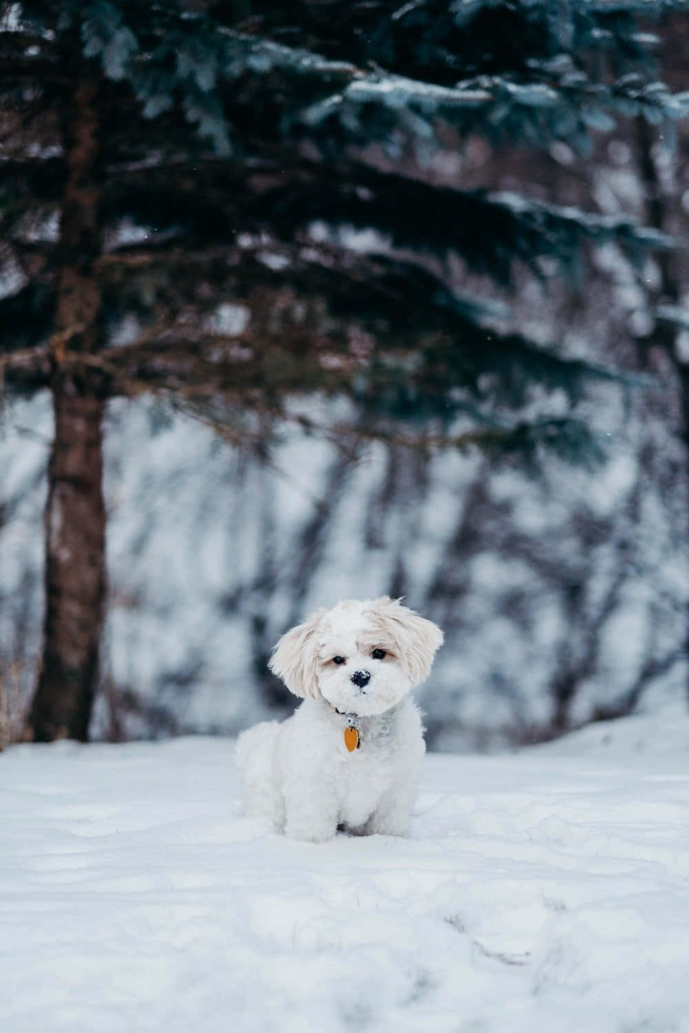 Σκύλος Shih Tzu τον Χειμώνα Ταπετσαρία