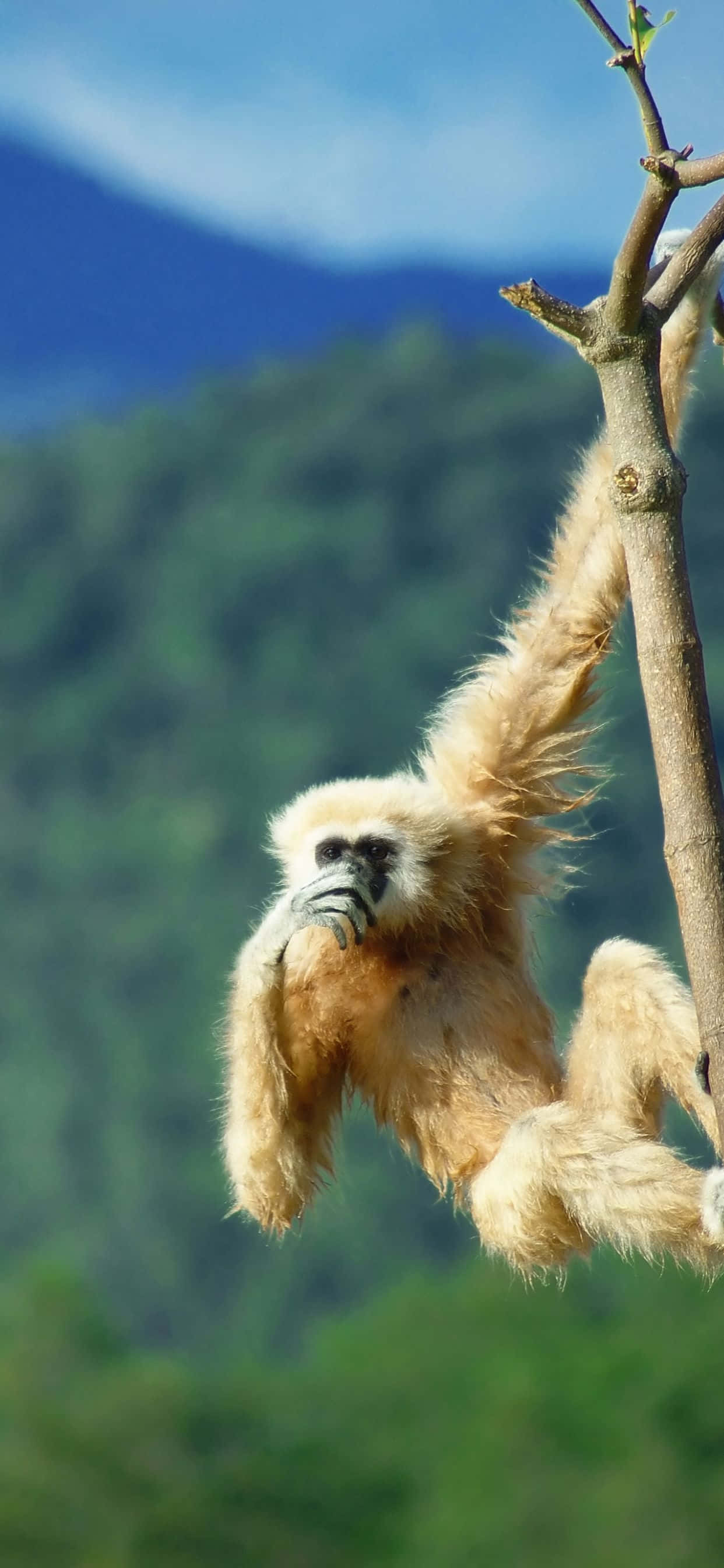 Το Τέλειο Τηλέφωνο - iPhone Xs Max Gibbon Ταπετσαρία